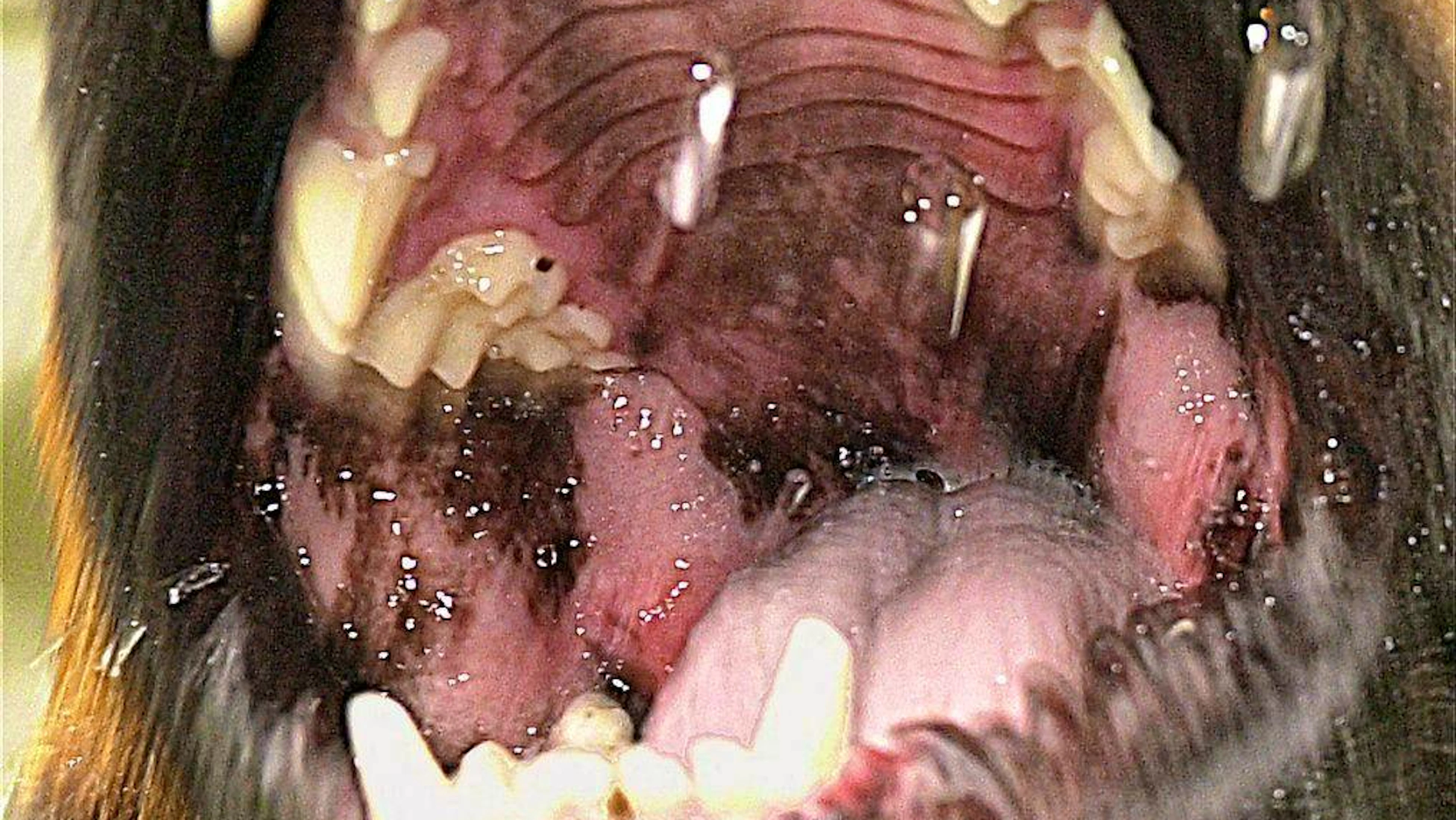Reports of dogs with severe neurological disorders have been increasing recently. Werewolf syndrome could be caused by certain chewing bones (symbolic image).