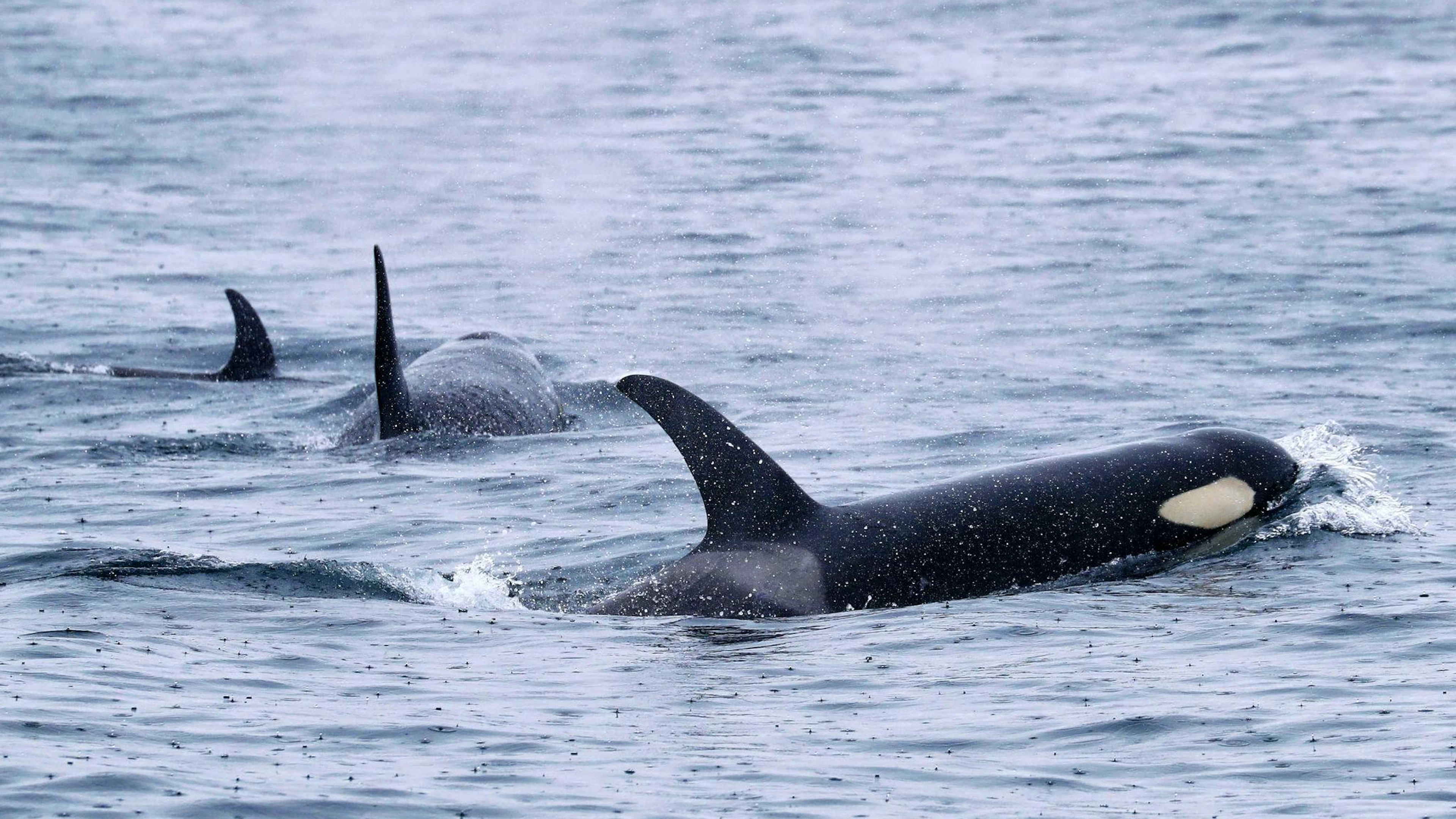 Orcas leben weltweit – wie hier bei Japan. Aber nur Tiere in der iberischen Region zeigen das mysteriöse Verhalten.