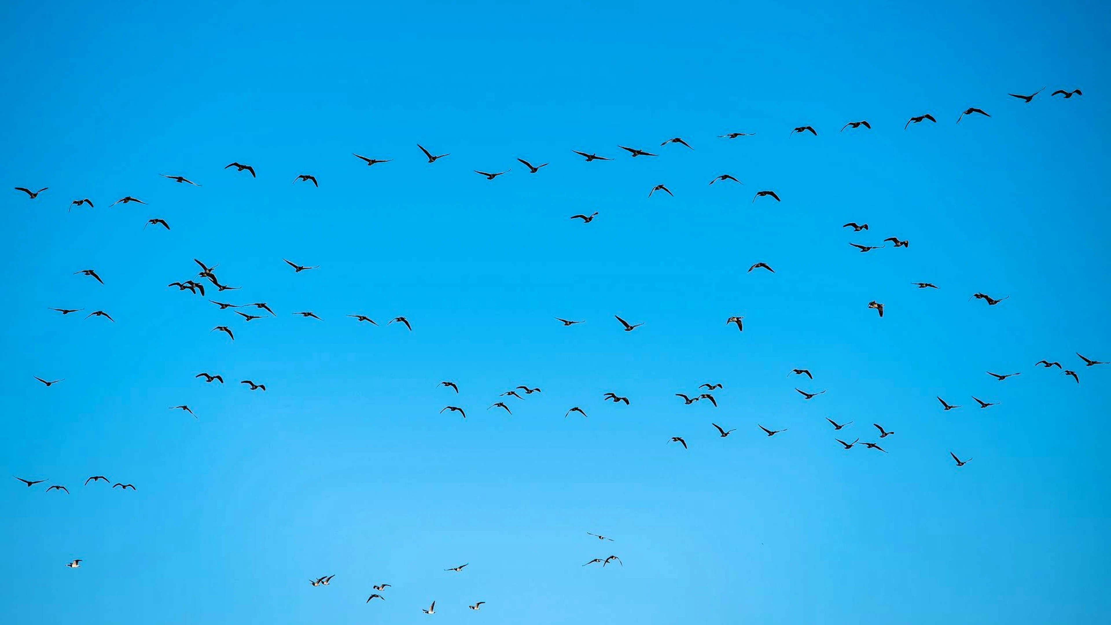 Derzeit grassiert die grösste je dokumentierte Vogelgrippewelle.