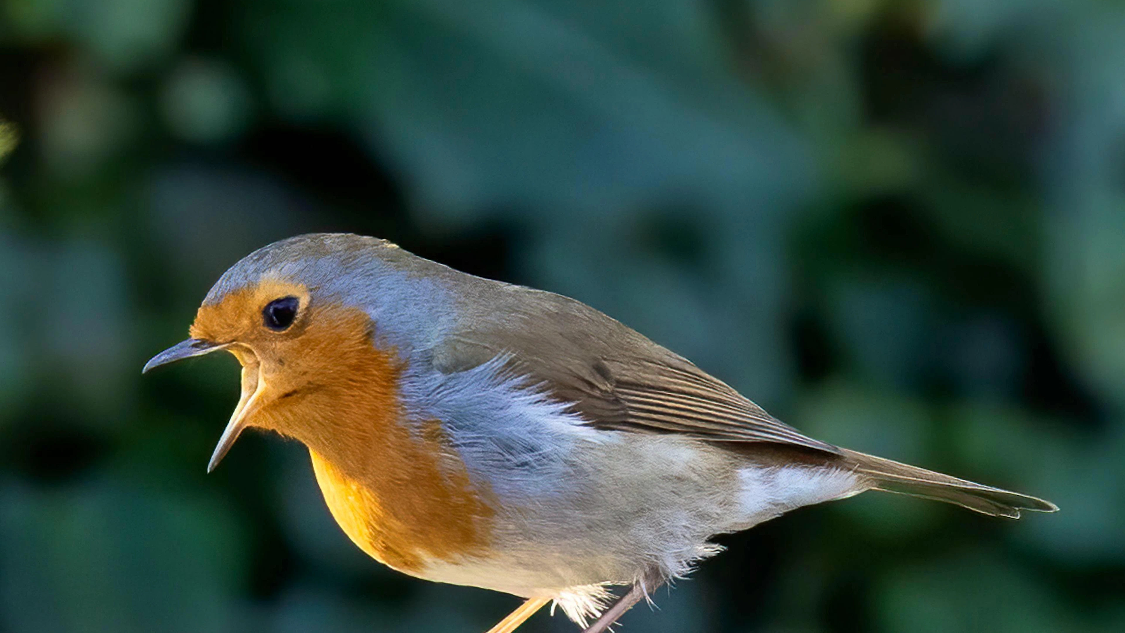 L'oiseau de l'année 2025, le rouge-gorge, occupe la 7e place des observations. Il a été repéré dans 60,1% des jardins.
