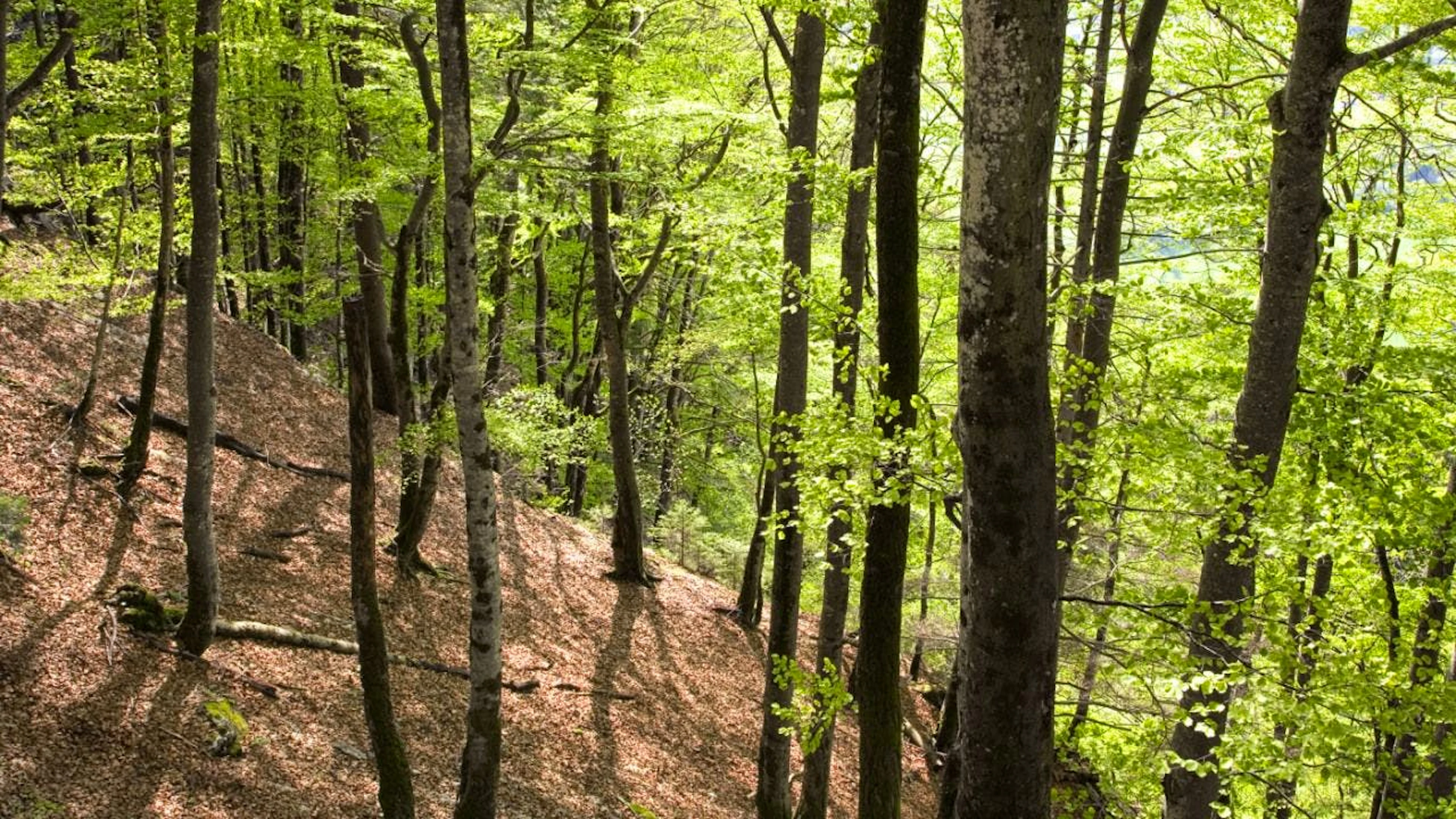 Waldmäuse und Siebenschläfer verstecken Buchennüsschen, um durch harte Zeiten zu kommen. (Archivbild)