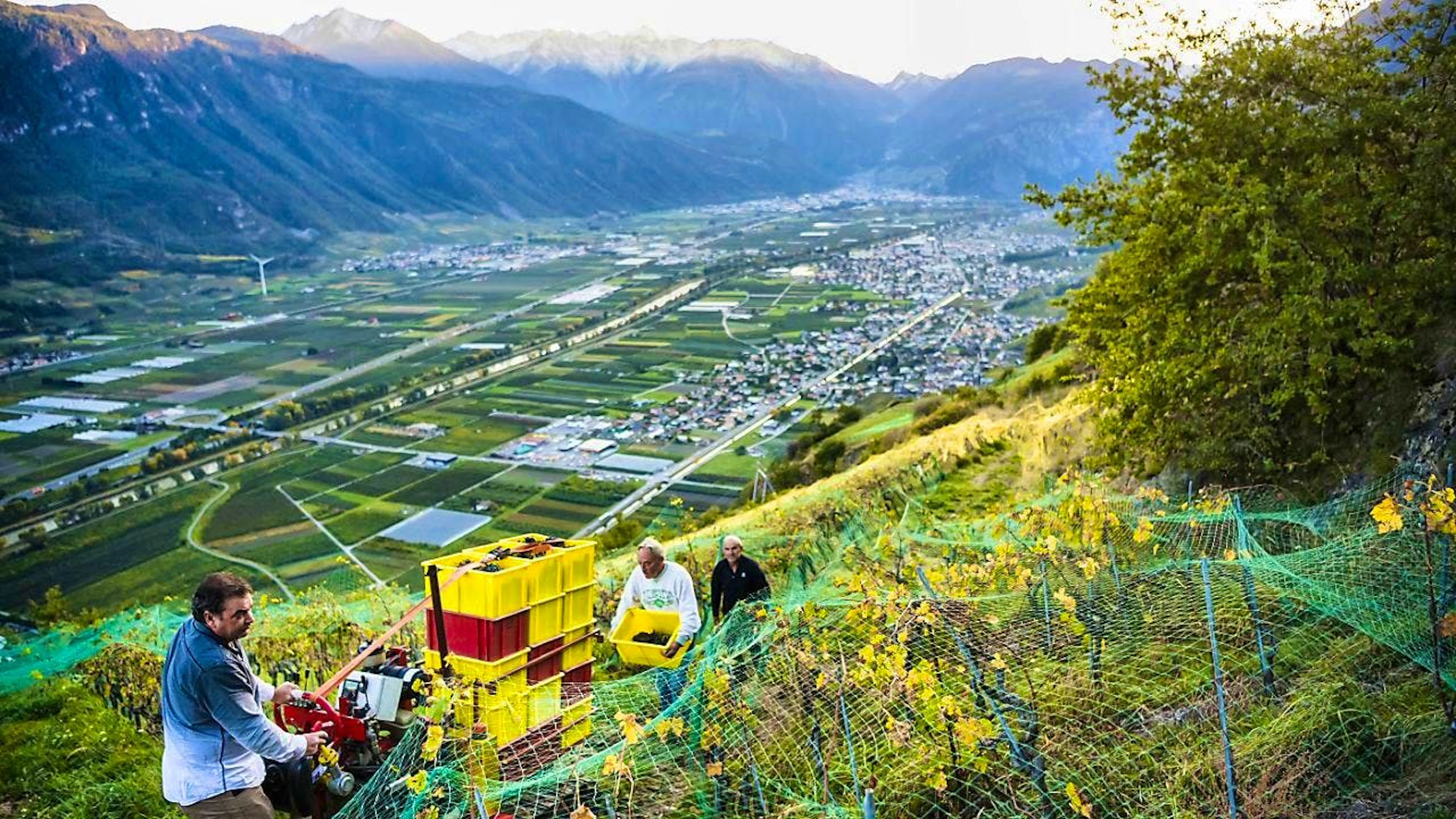 Frost and lots of rain dampened the joy of the Valais winegrowers during the 2024 grape harvest. (Archive image)