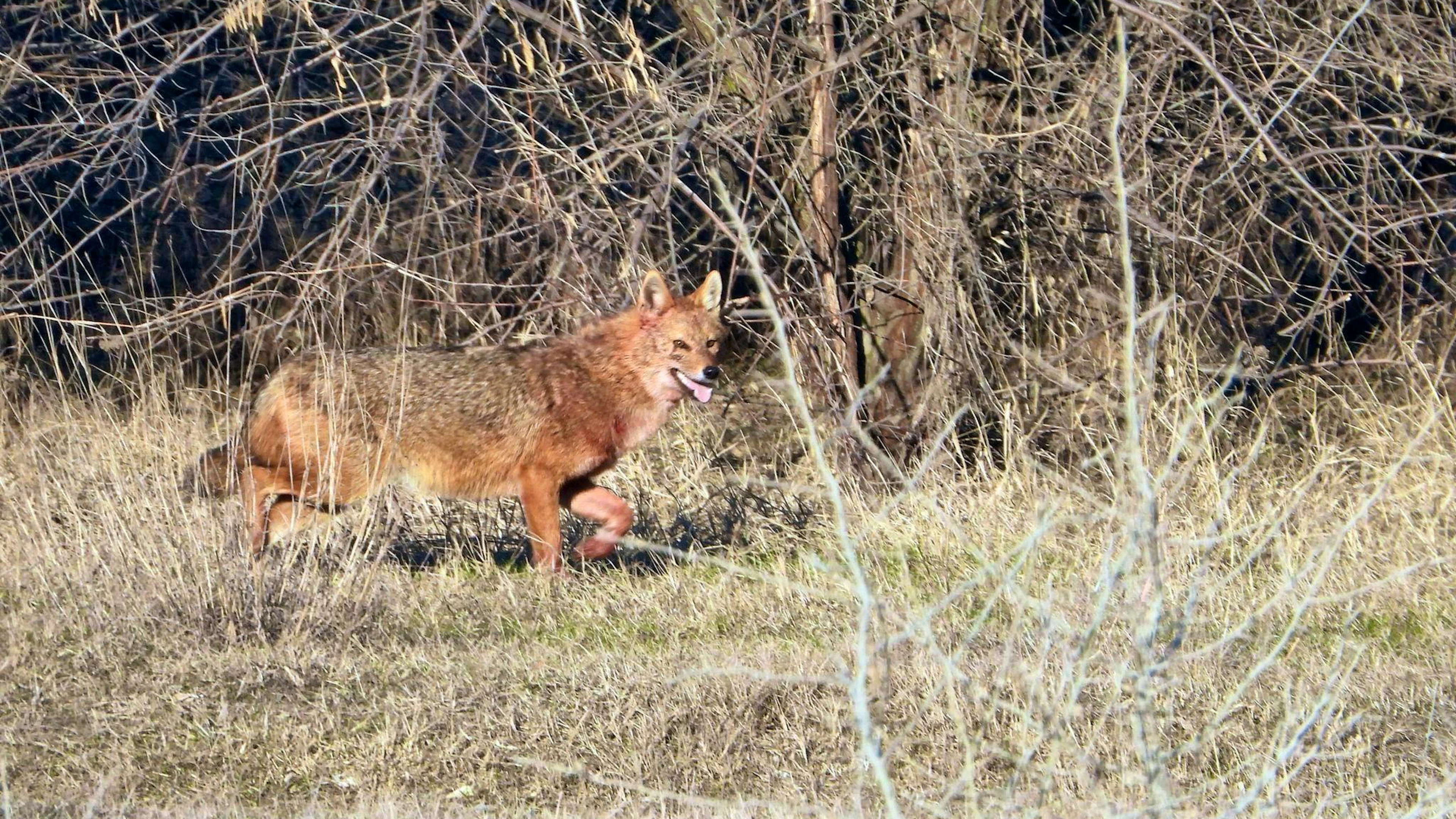 Golden jackals are being spotted in Switzerland again and again, with a particularly high number of sightings last year.