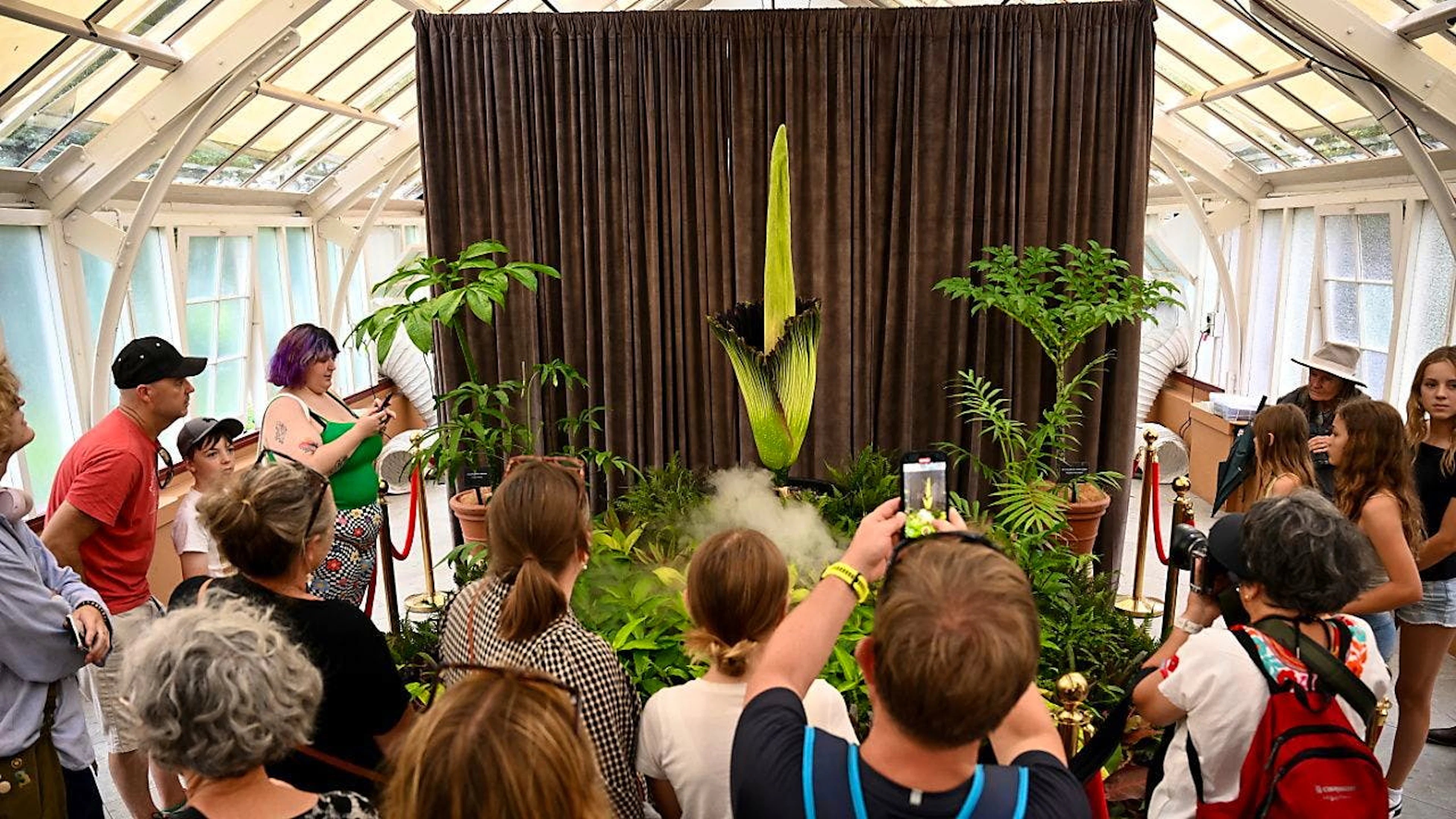 Tausende stehen Schlange, um die Putricia im Botanischen Garten in Sydney zu sehen und riechen zu bekommen.