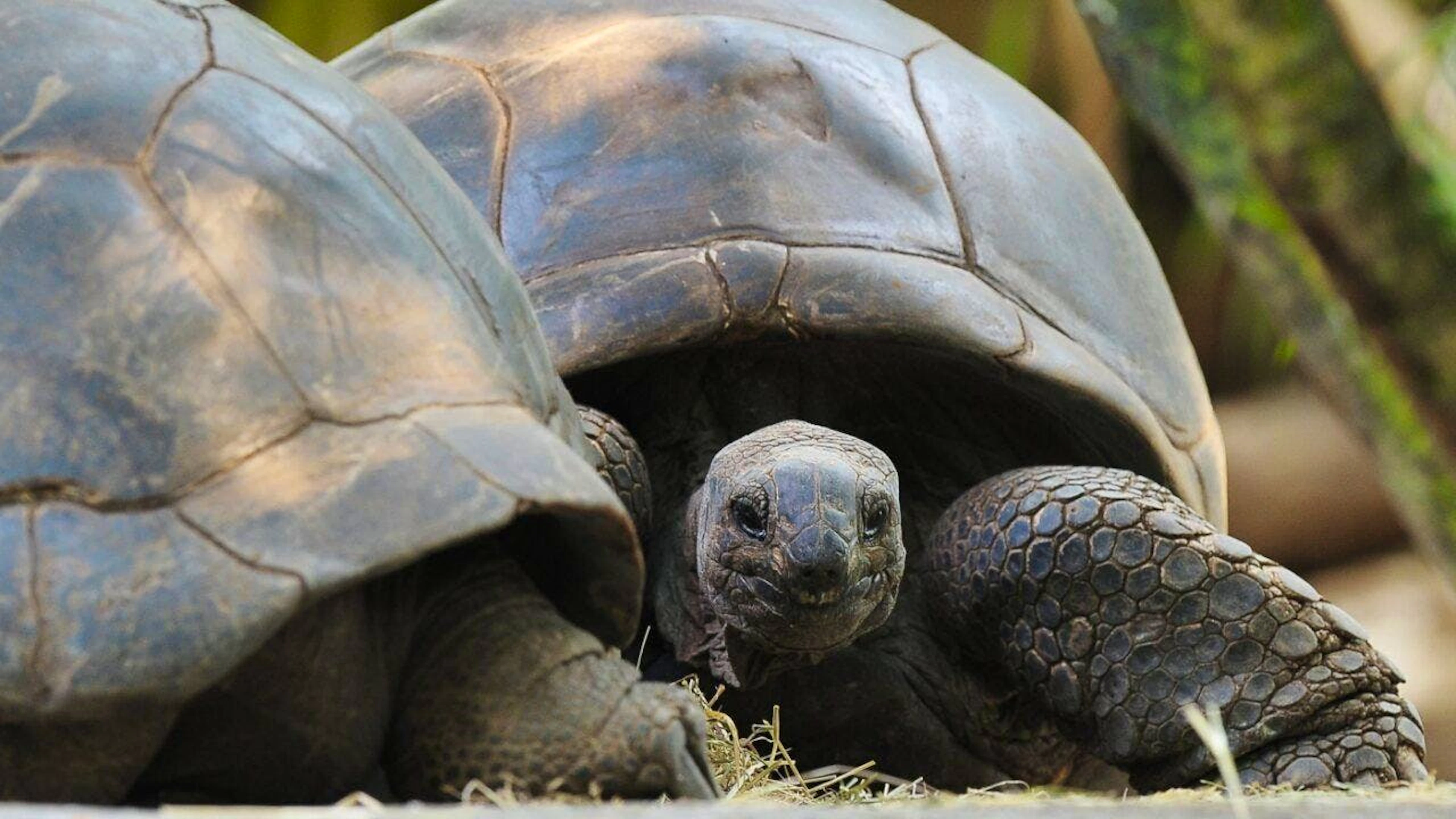 Les tortuers géantes d'Aldabra sont protégées.