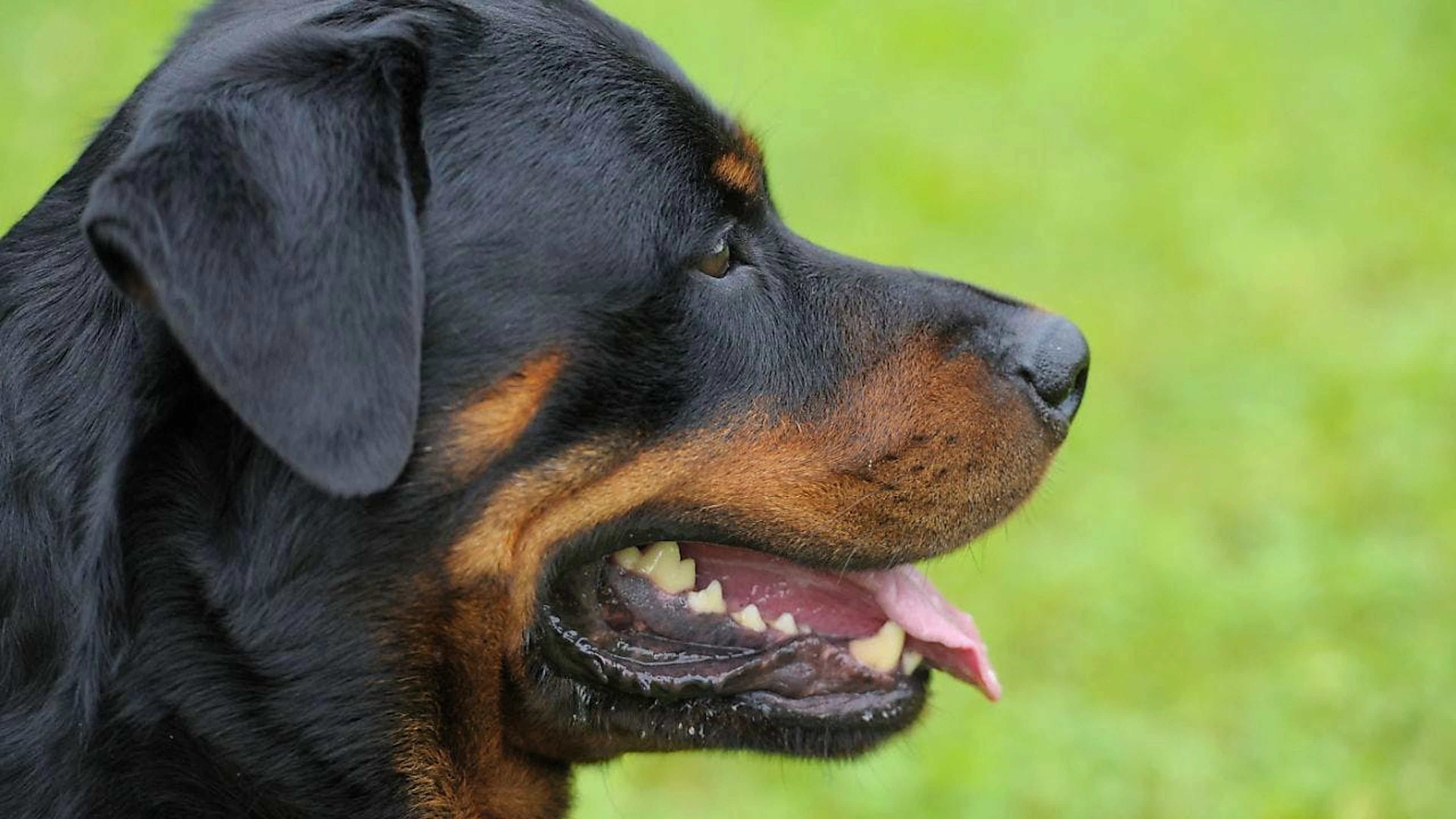 Das Kleinkind wurde von einem Rottweiler gebissen und schwer verletzt. (Symbolbild)