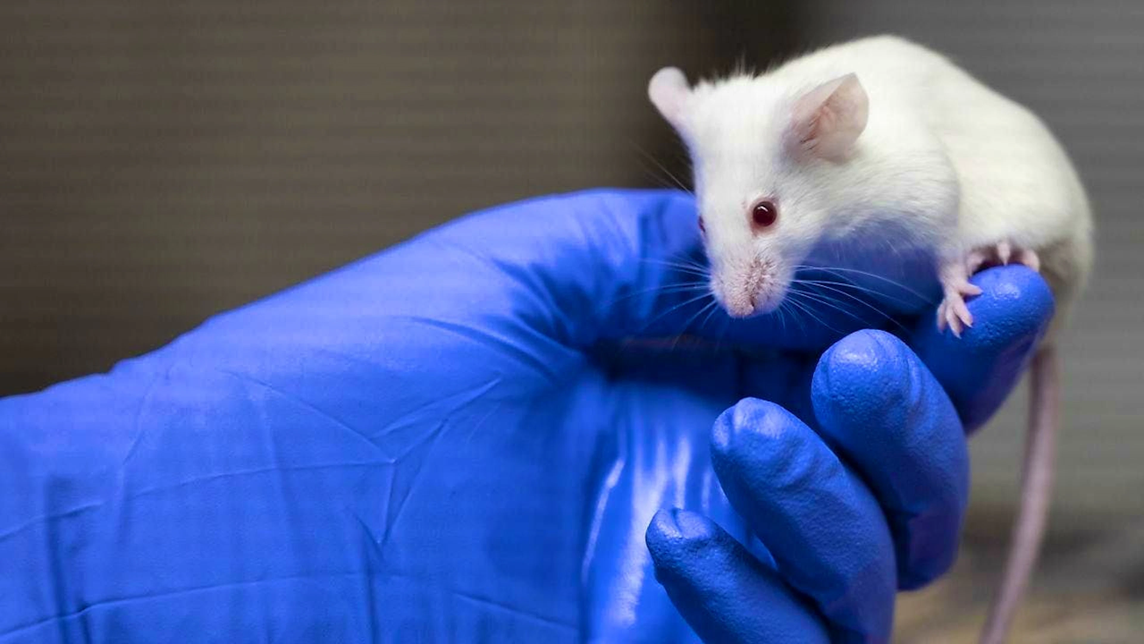 For their study, the researchers broke the femurs of four mice. (Archive image)