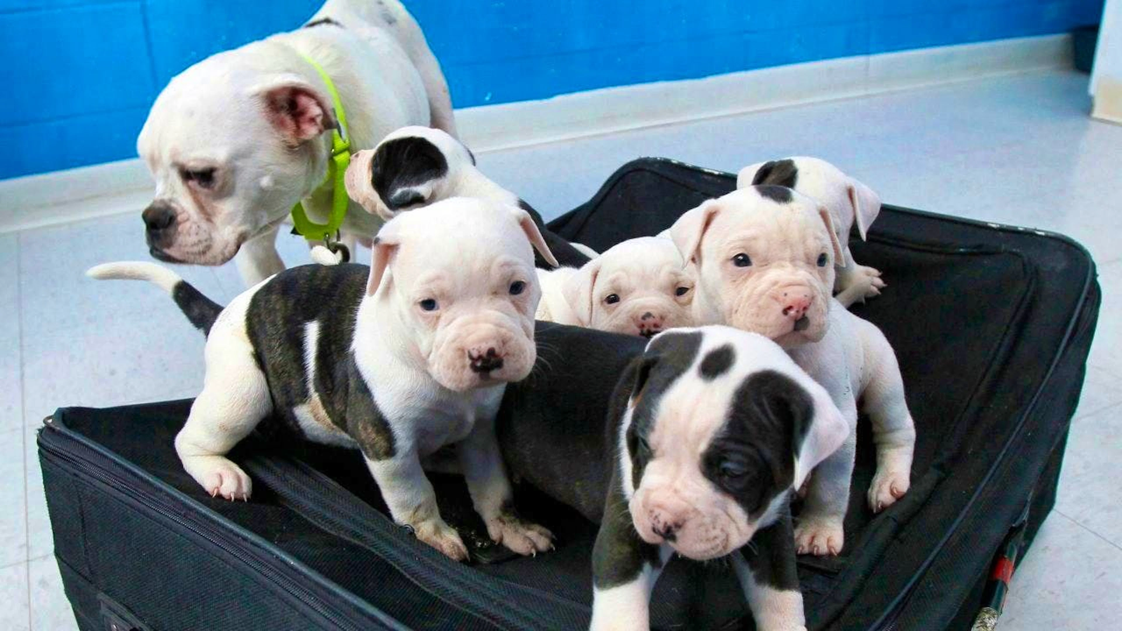 The import rules for dog puppies are being tightened. (symbolic image)