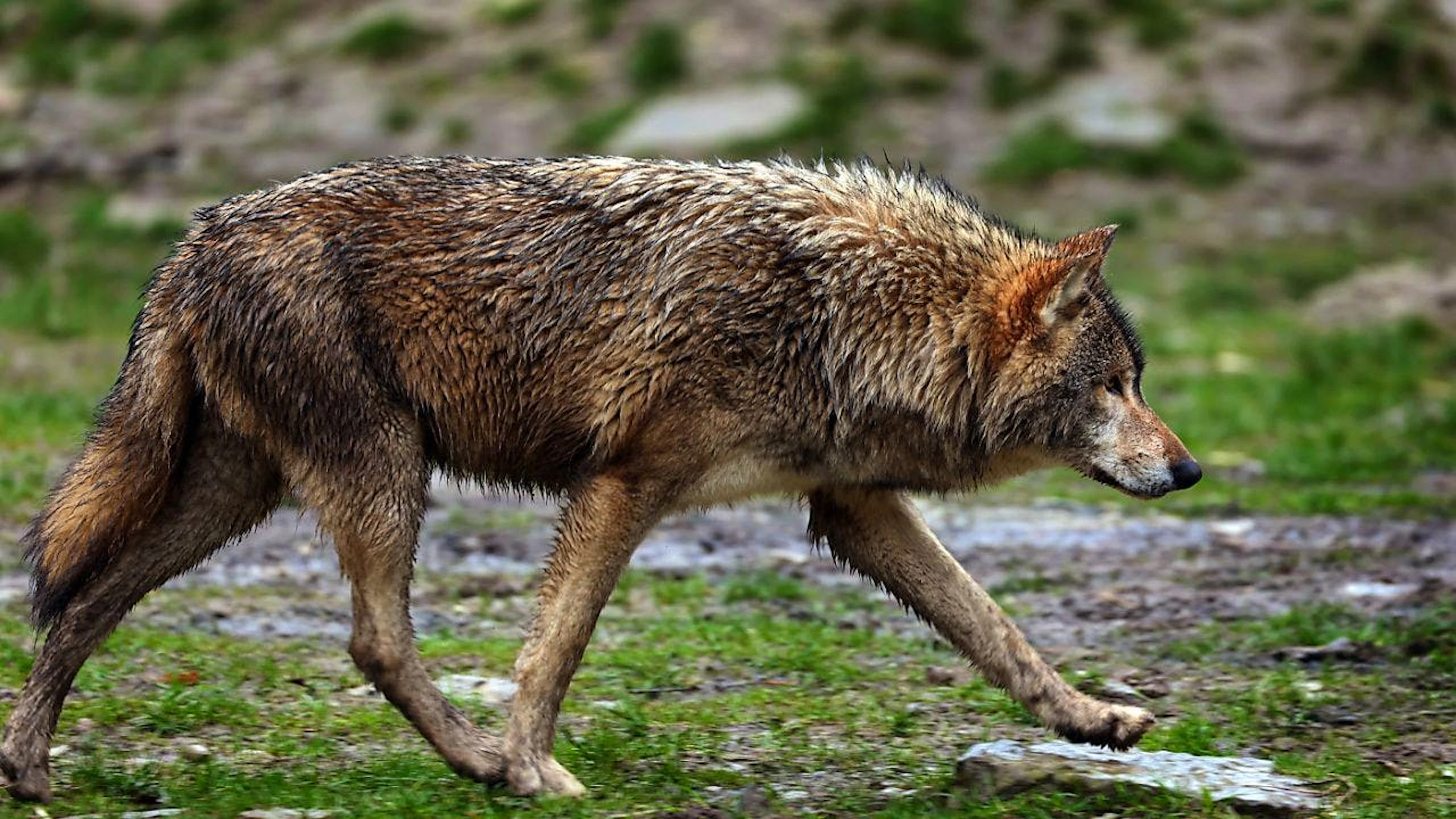 Ein Wolf hat sich am San Bernardino-Pass auf die Fahrbahn der A13 verlaufen und konnte die Autostrasse wegen der Wildschutzzäune nicht sofort verlassen. (Symbolbild)