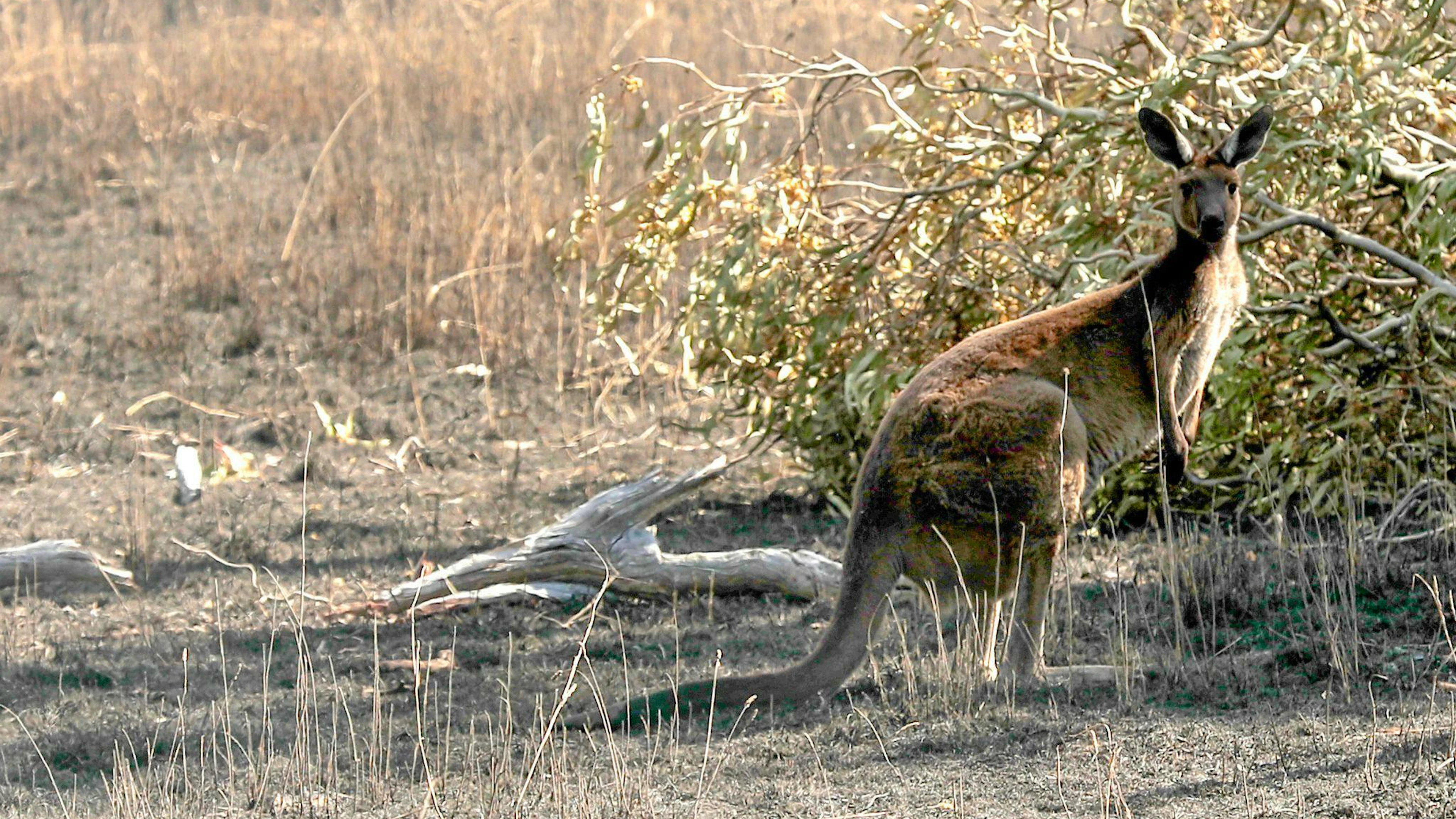 Ma cosa ci fa un canguro ai margini di un bosco nel Canton Argovia?