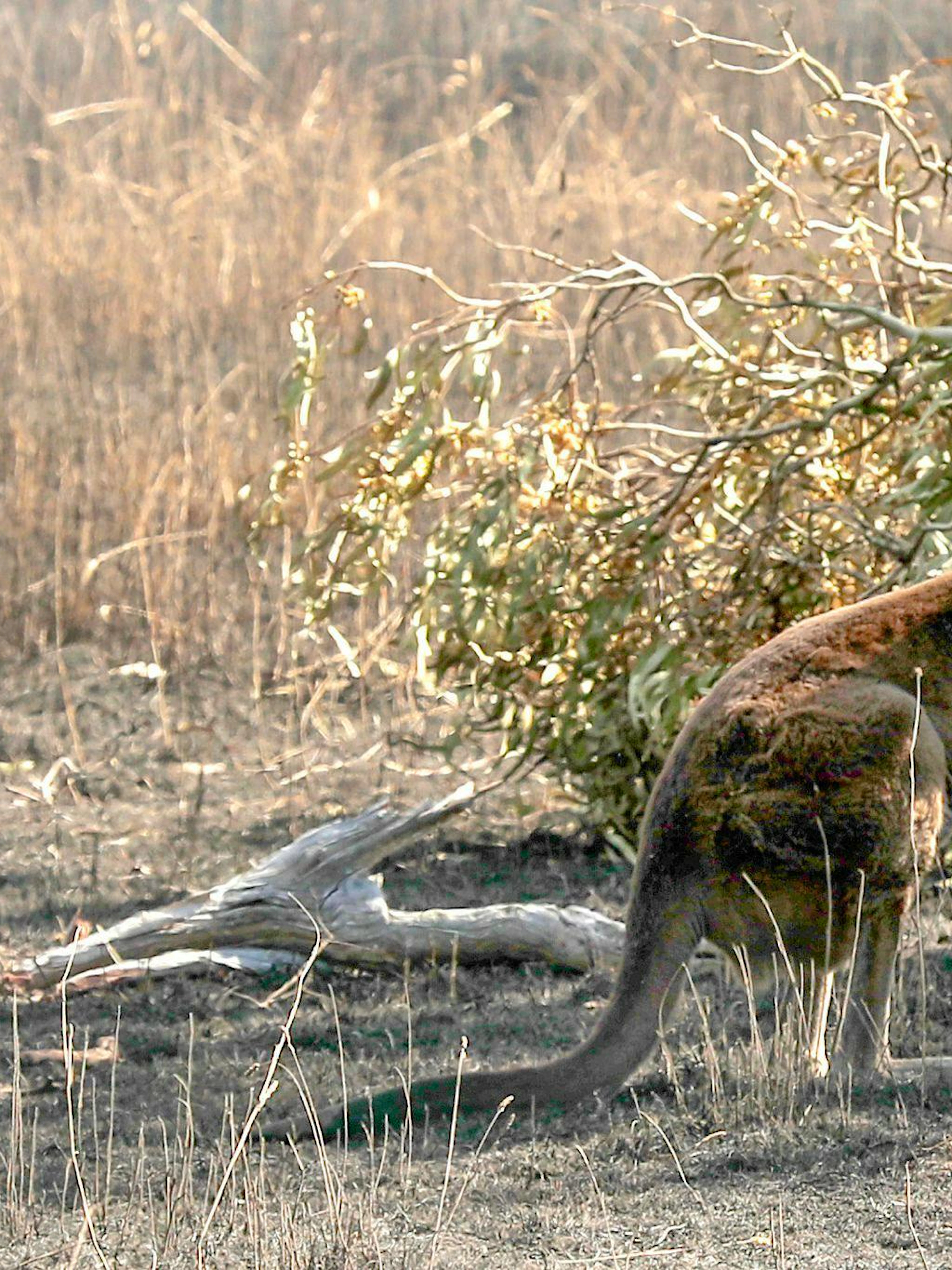 Im Aargau hüpft ein Känguru herum – seine Herkunft ist ein Rätsel