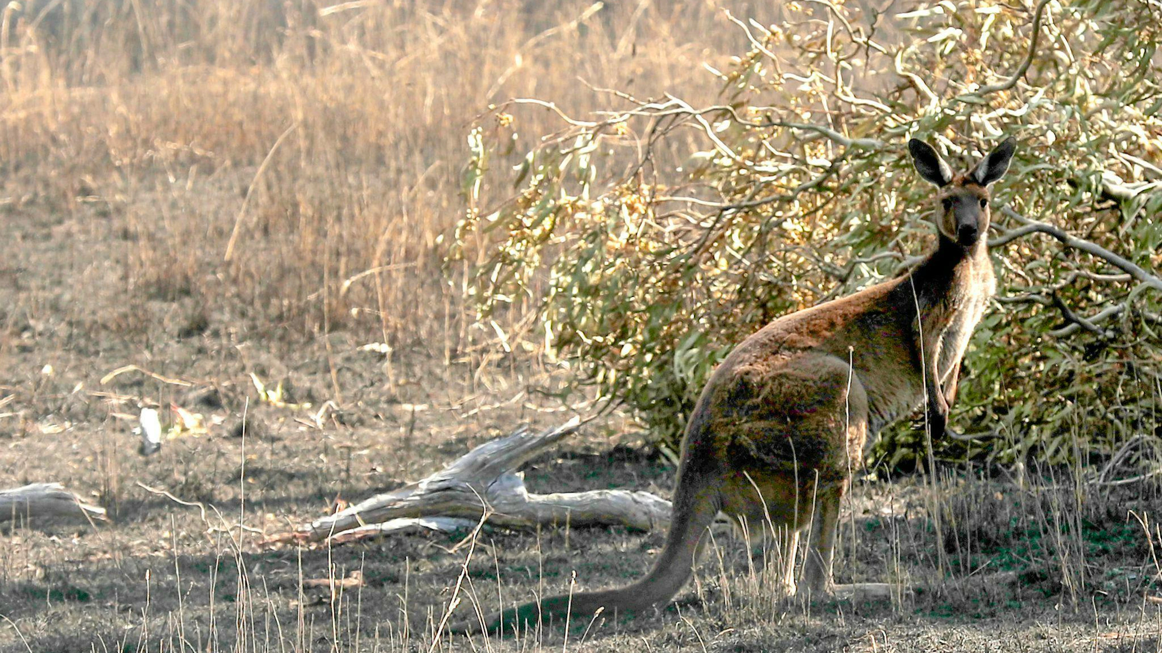 A kangaroo was spotted at a summer camp in Dietwil, Aargau (stock photo).
