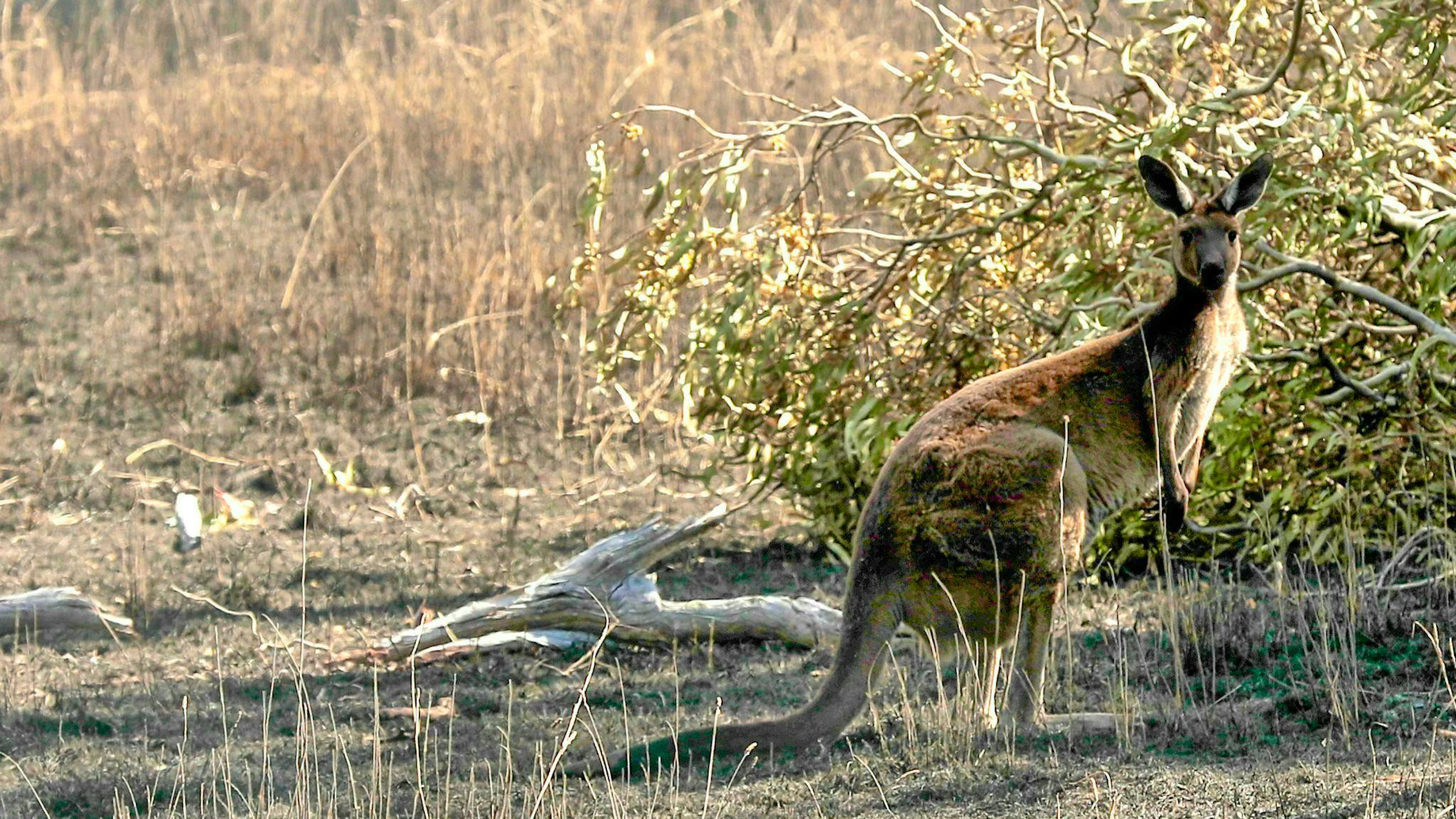 Kangaroos are a popular photo motif - but they can also become very aggressive. (symbolic picture)