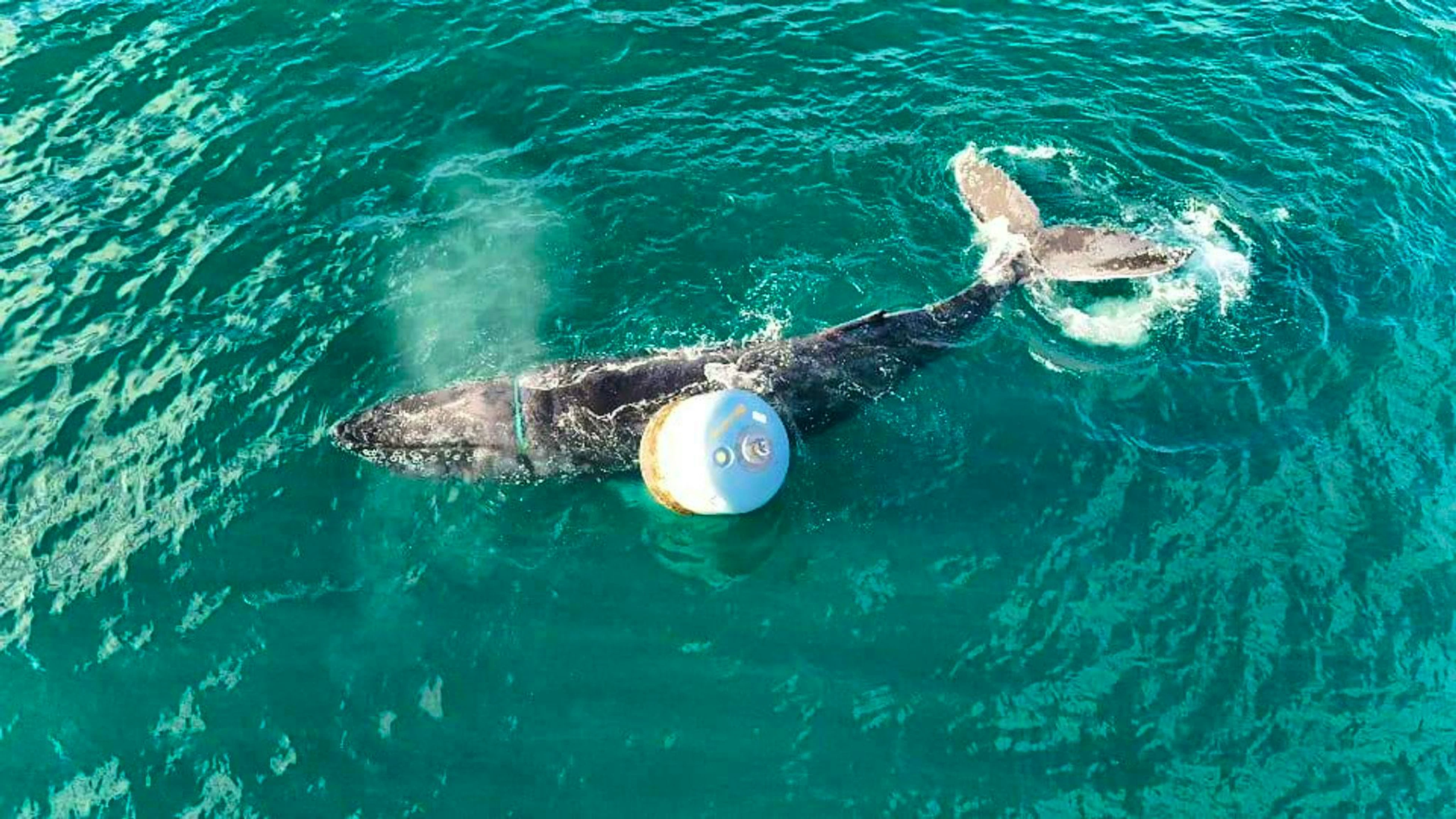 The whale's plight was reported on Thursday morning.