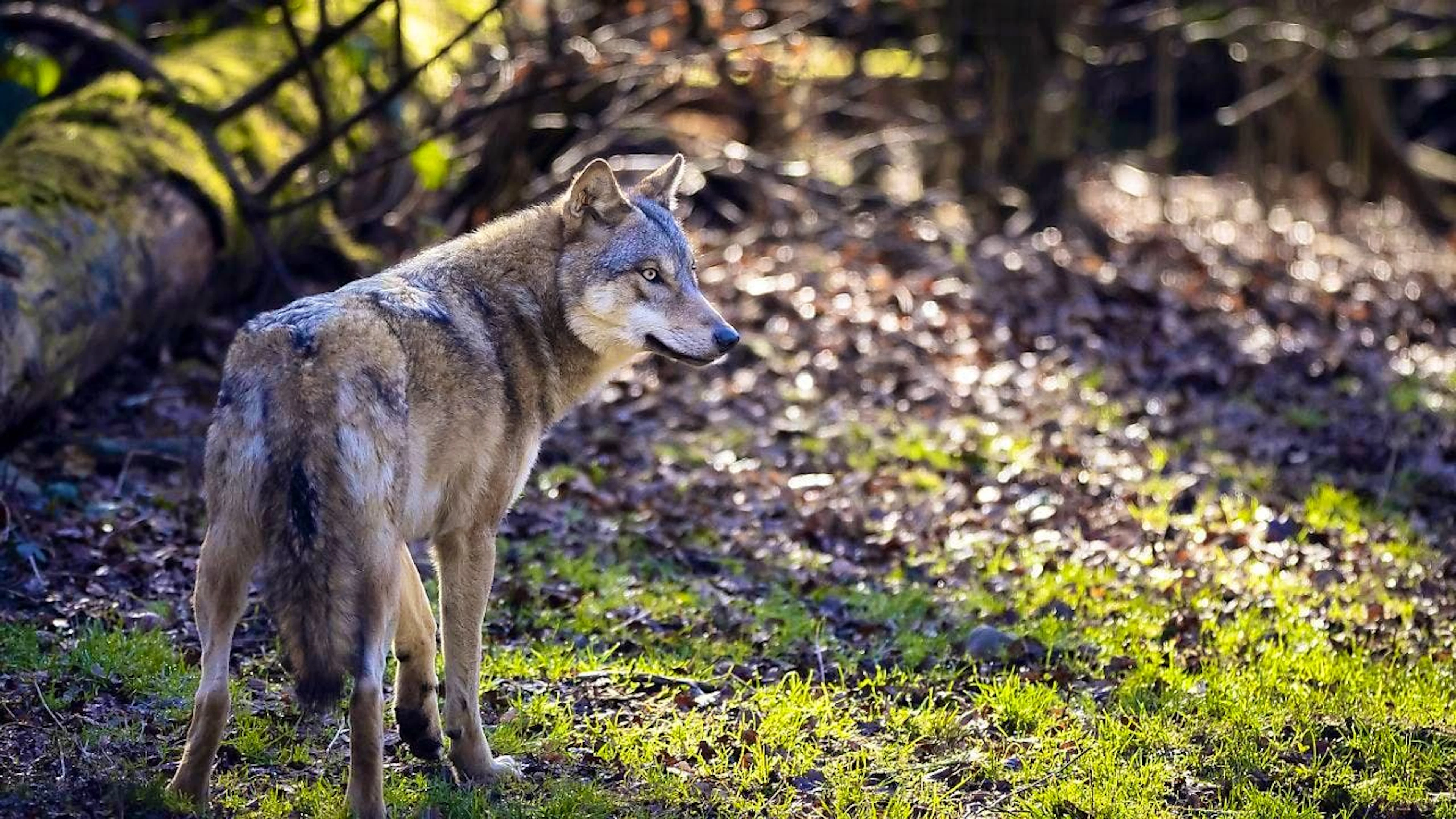The microphone was tested on wolves. (archive image)