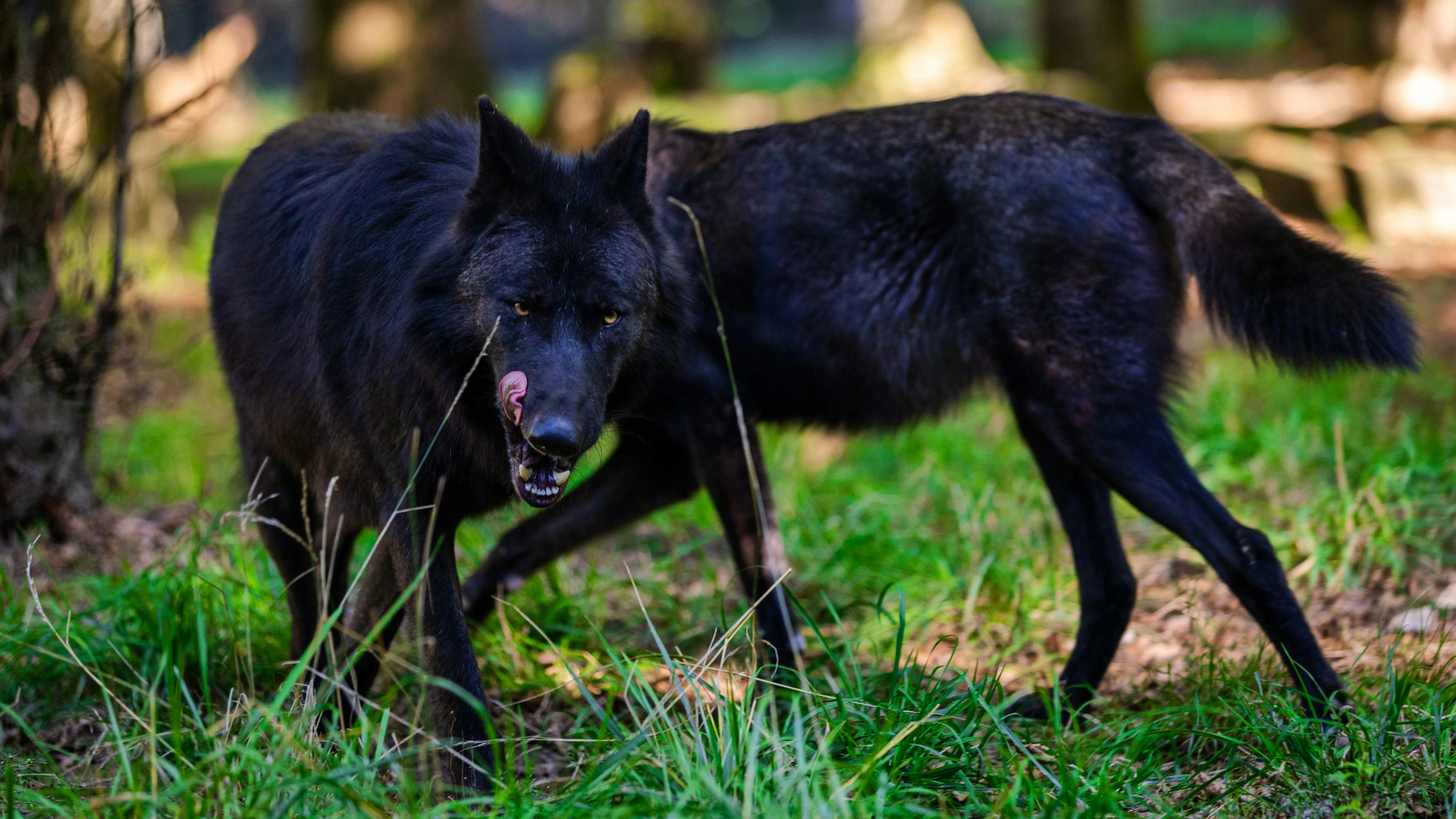 Nur äusserst selten in freier Wildbahn zu sehen: schwarze Wölfe.
