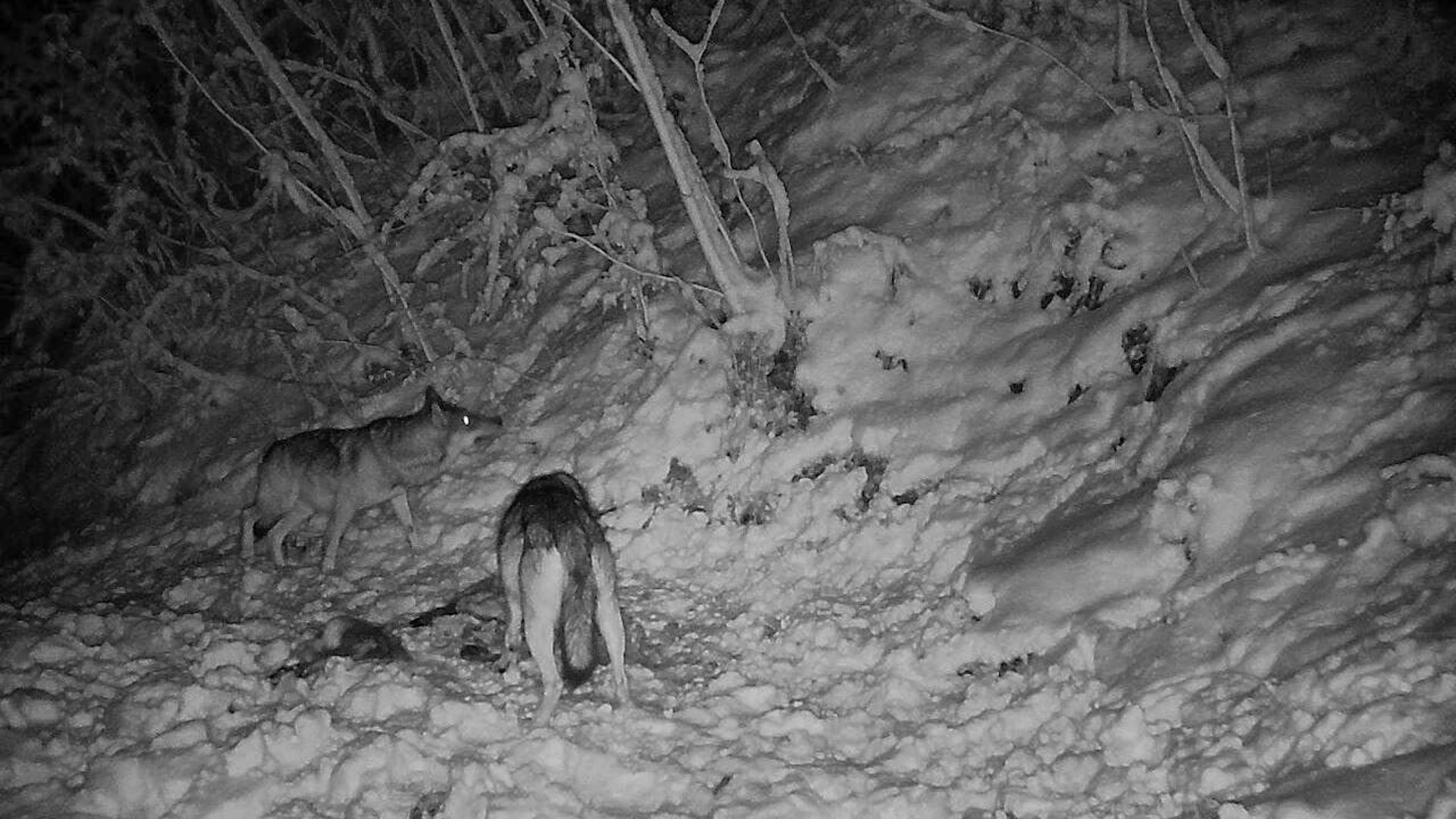 The pair of wolves were captured by a photo trap in the Sarneraa valley.