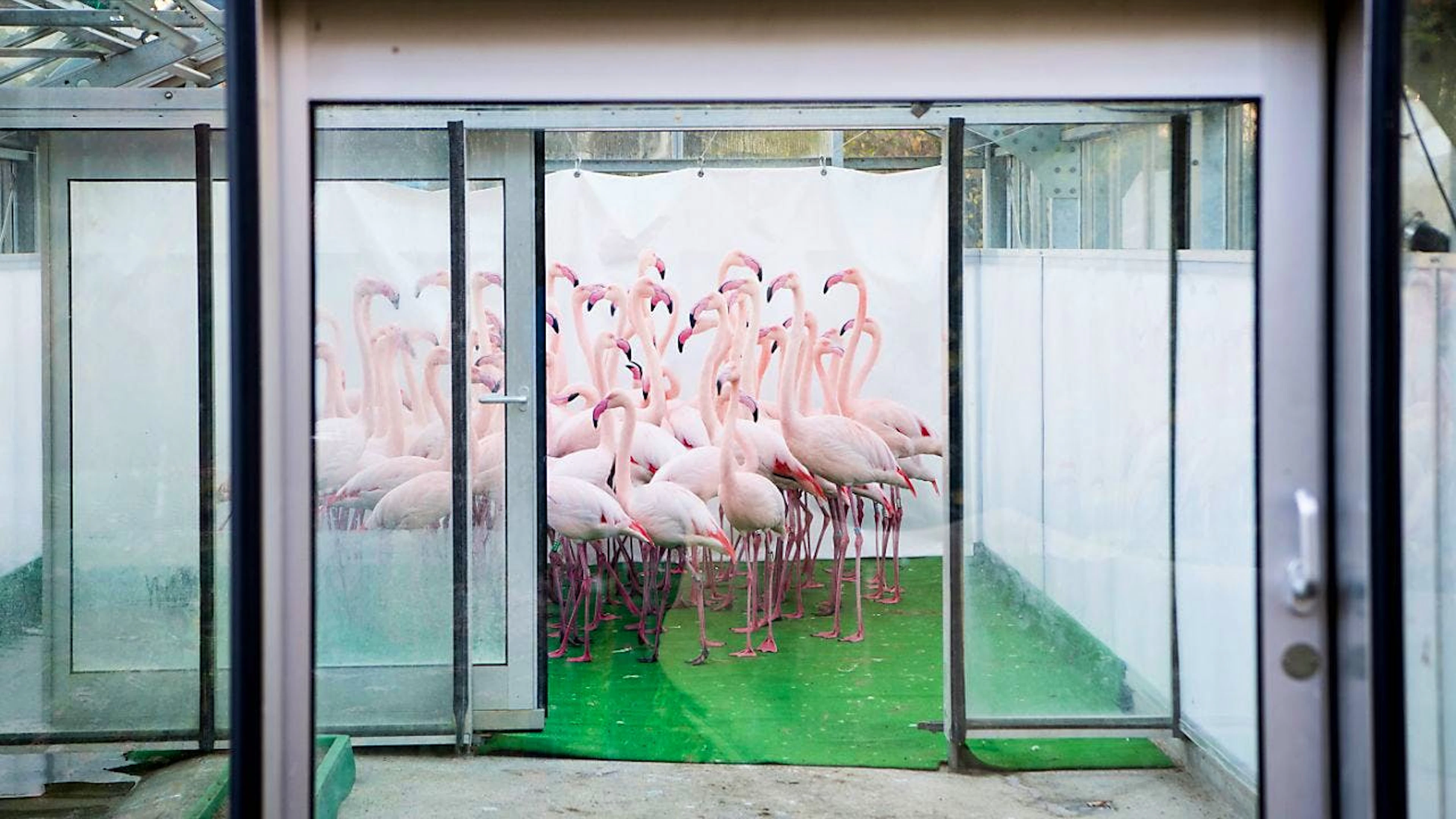 Les flamants roses du parc zoologique de Berne avaient dû être mis en quarantaine en 2016 à cause de la grippe aviaire (archives).