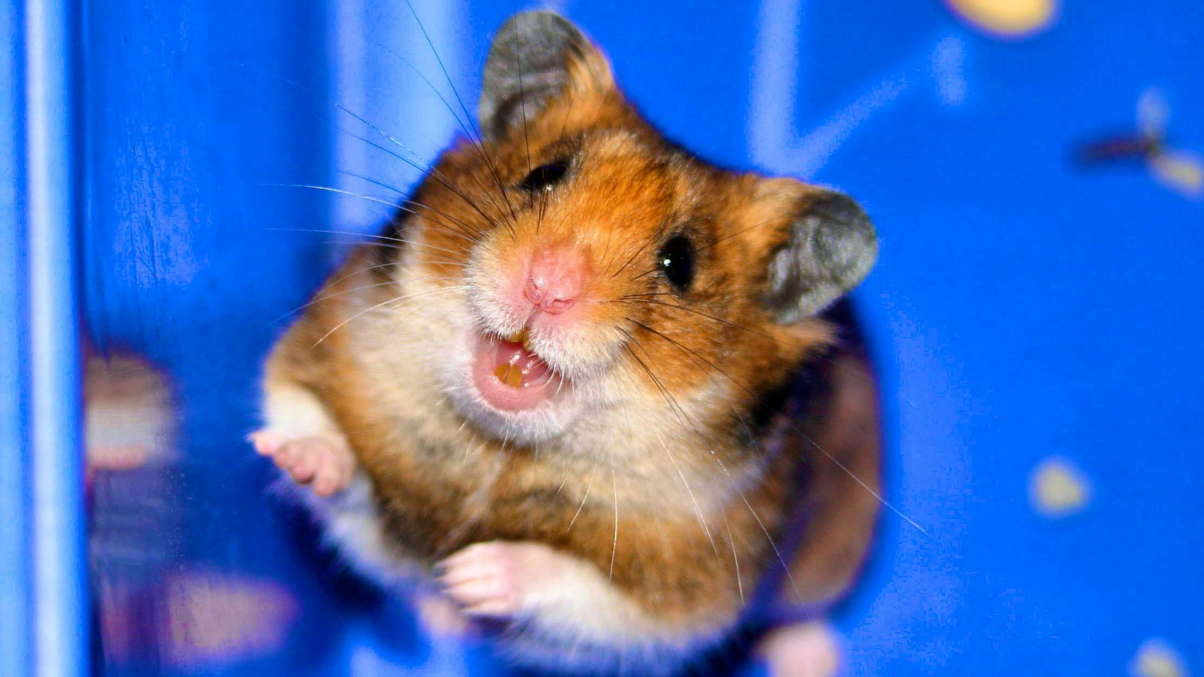 I criceti sono animali domestici molto amati, ma purtroppo non vivono molto a lungo: la loro aspettativa di vita è di soli due o quattro anni (immagine simbolica).
