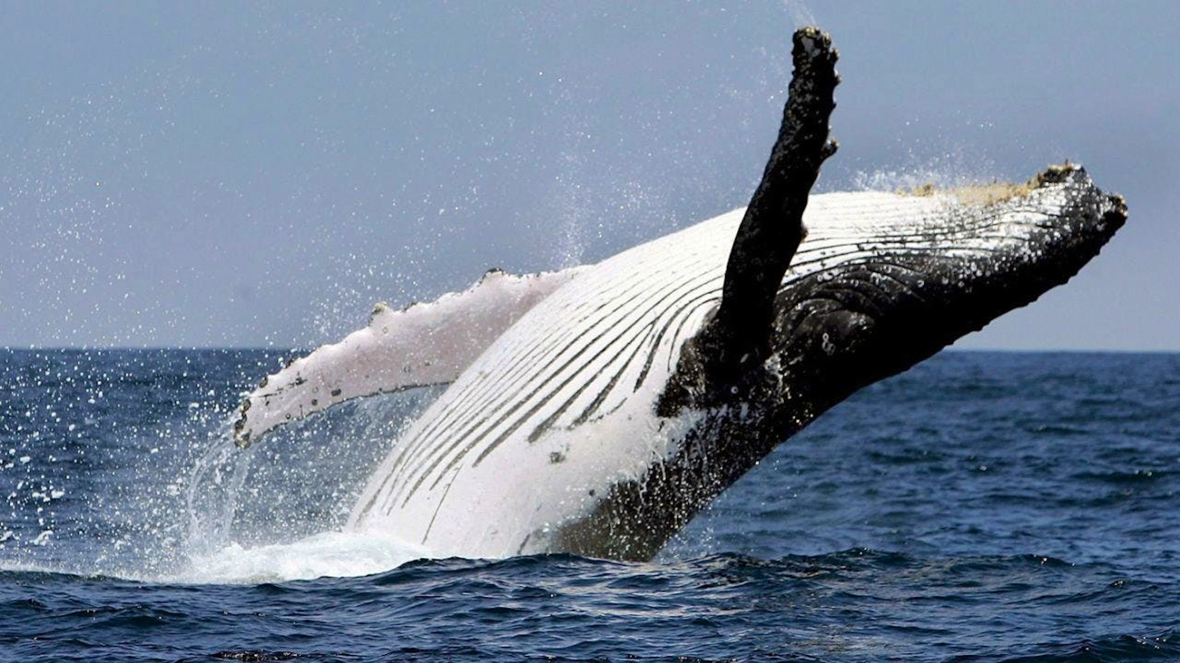 ARCHIV - Ein Buckelwal springt vor der Küste aus dem Wasser. Foto: Jose Jacome/epa efe/dpa
