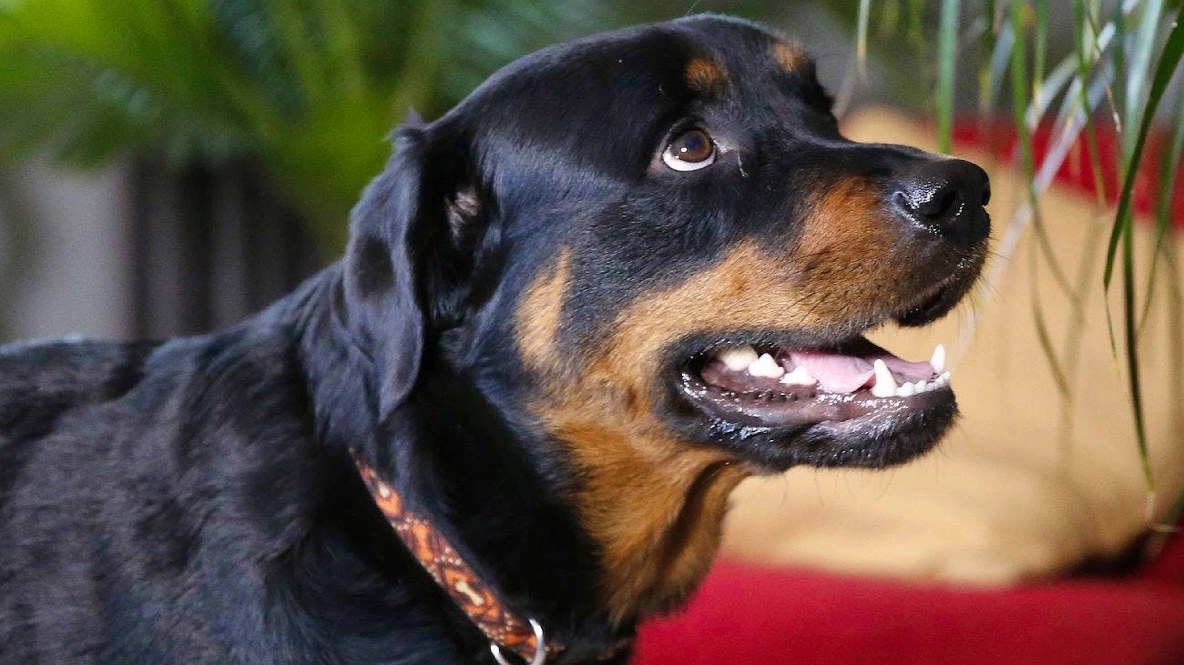 Das Grundwesen des Rottweilers ist freundlich und friedlich. Um ihn zu kontrollieren und sein bisweilen impulsives und ausgesprochen territoriales Wesen in die richtigen Bahnen zu lenken, sind Sachverstand und eine sichere, erfahrene Hand des Halters erforderlich. (Themenbild)