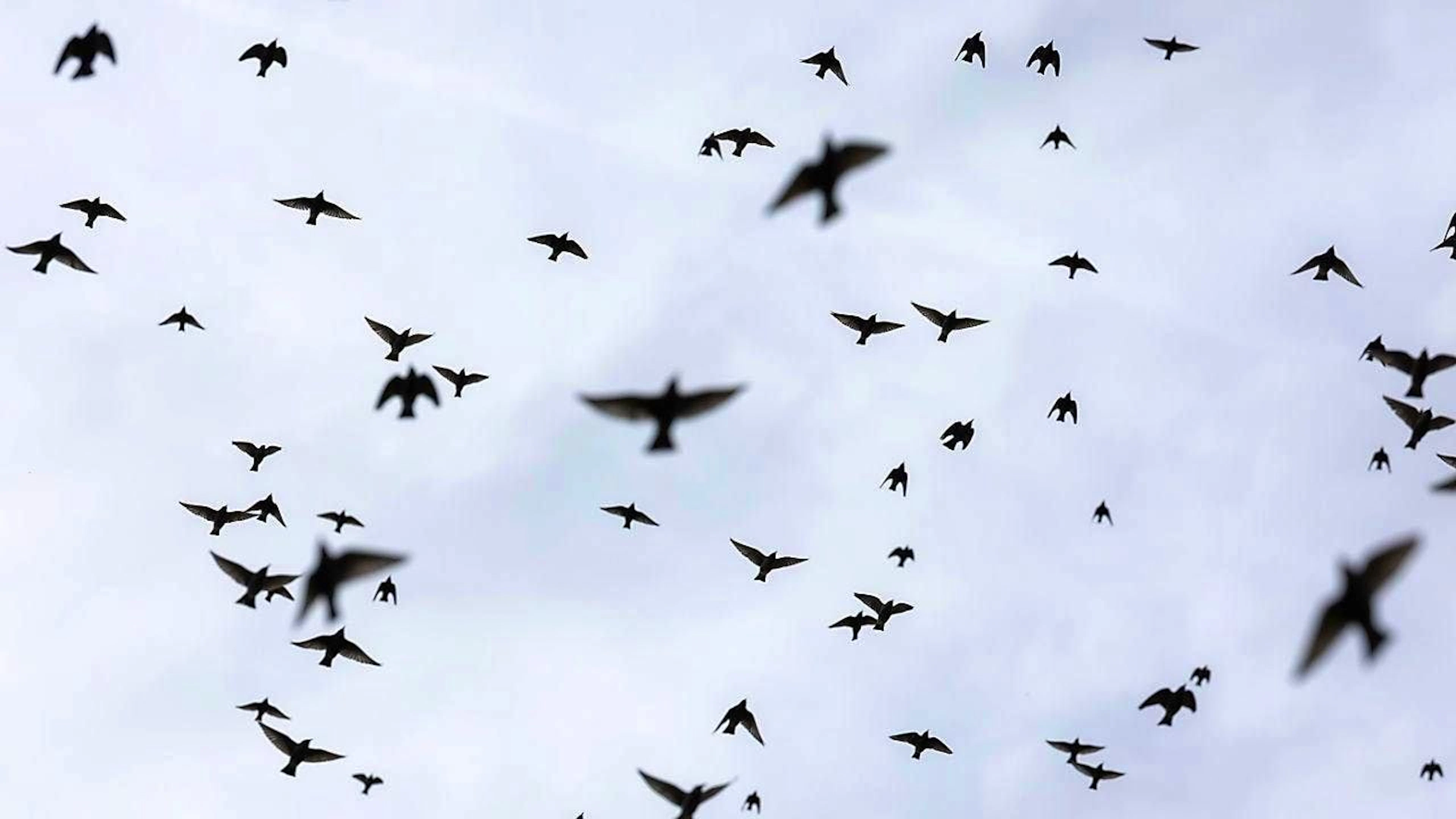 The starlings return to Switzerland as early as February. (archive picture)