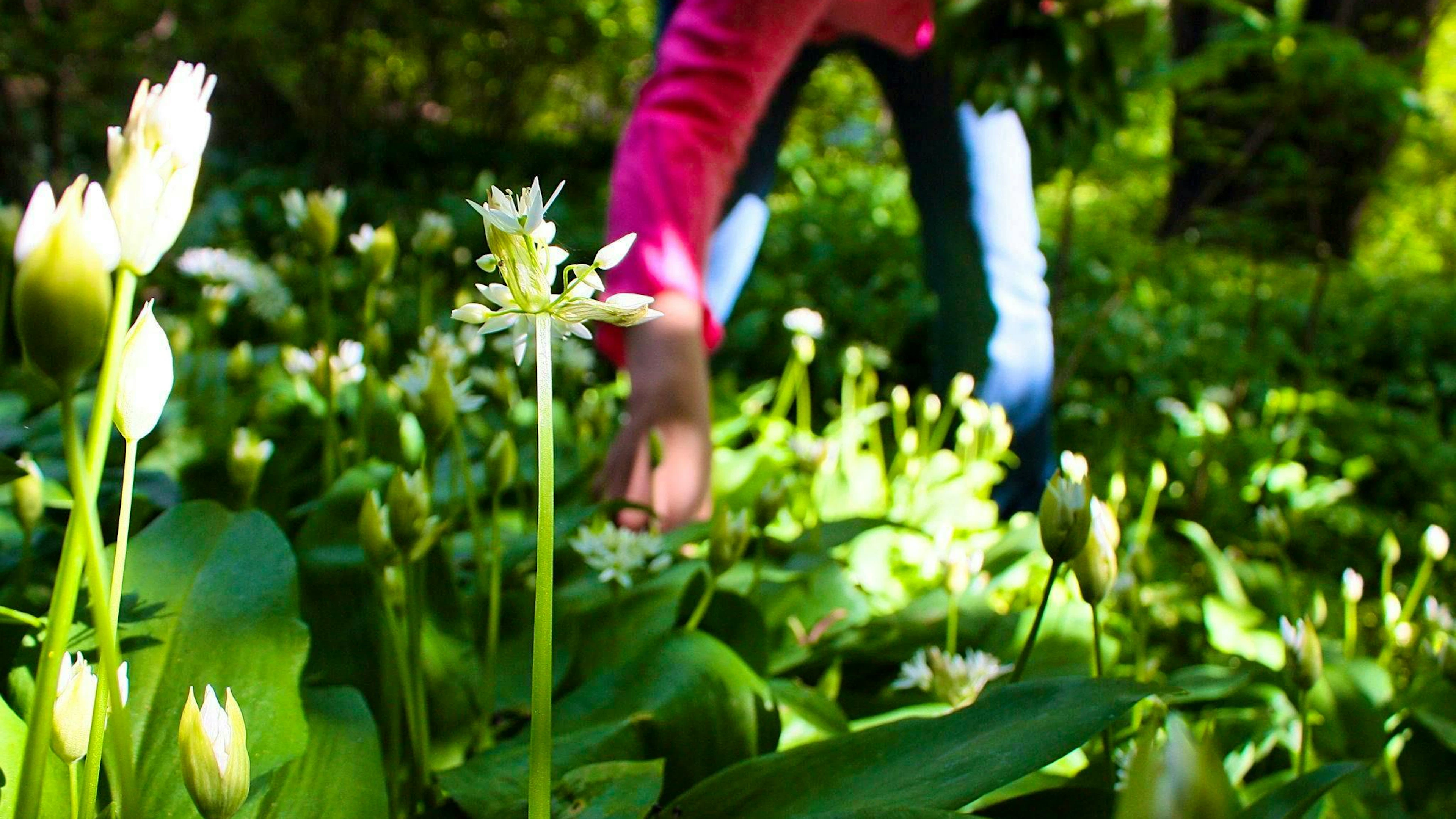 Typical of wild garlic is that it often grows over large areas, sometimes several hundred square meters in the forest, and completely covers the ground. A sure sign is the smell of garlic when you rub a leaf.