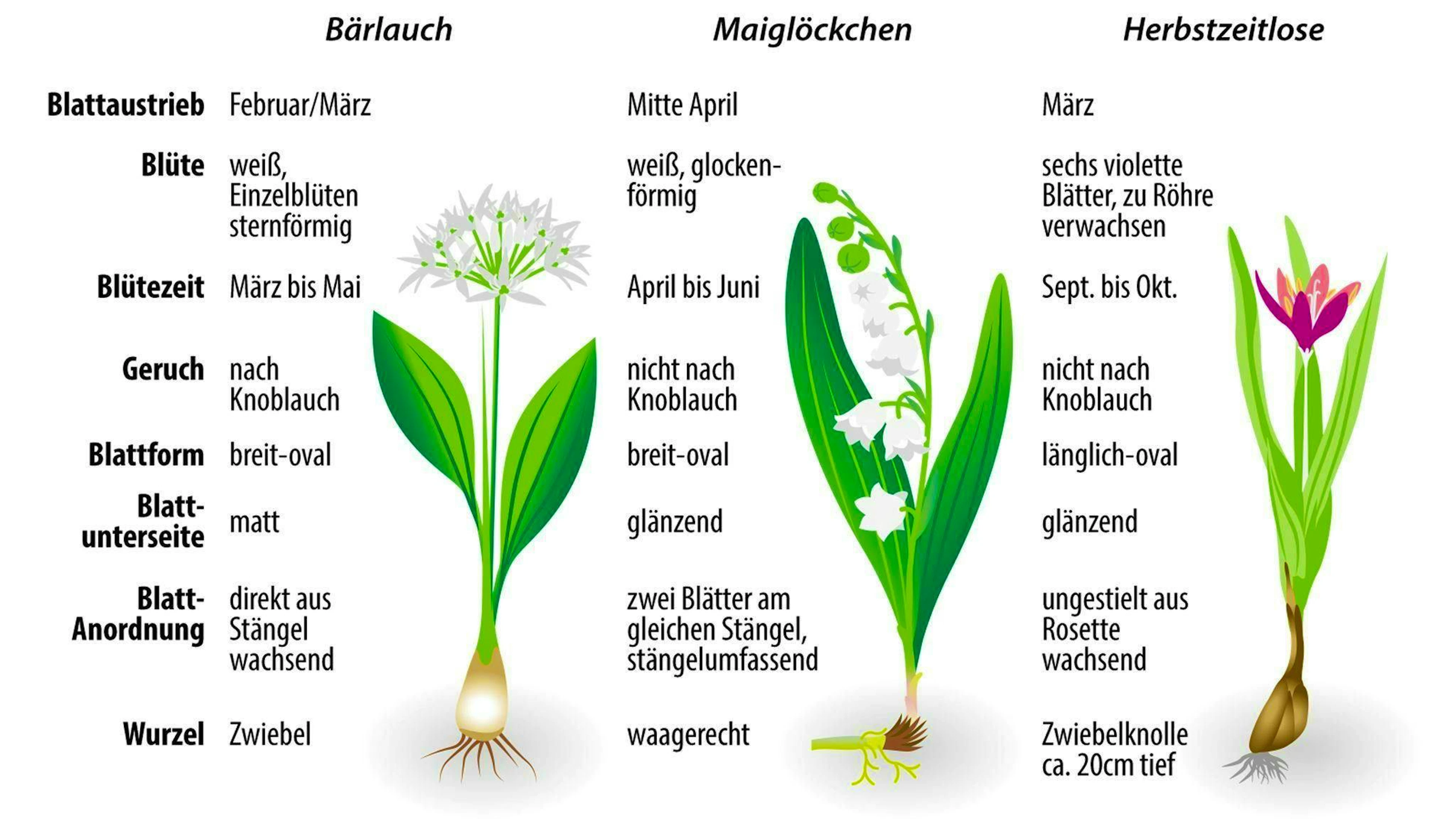 The distinguishing features of wild garlic, lily of the valley and autumn crocus at a glance.