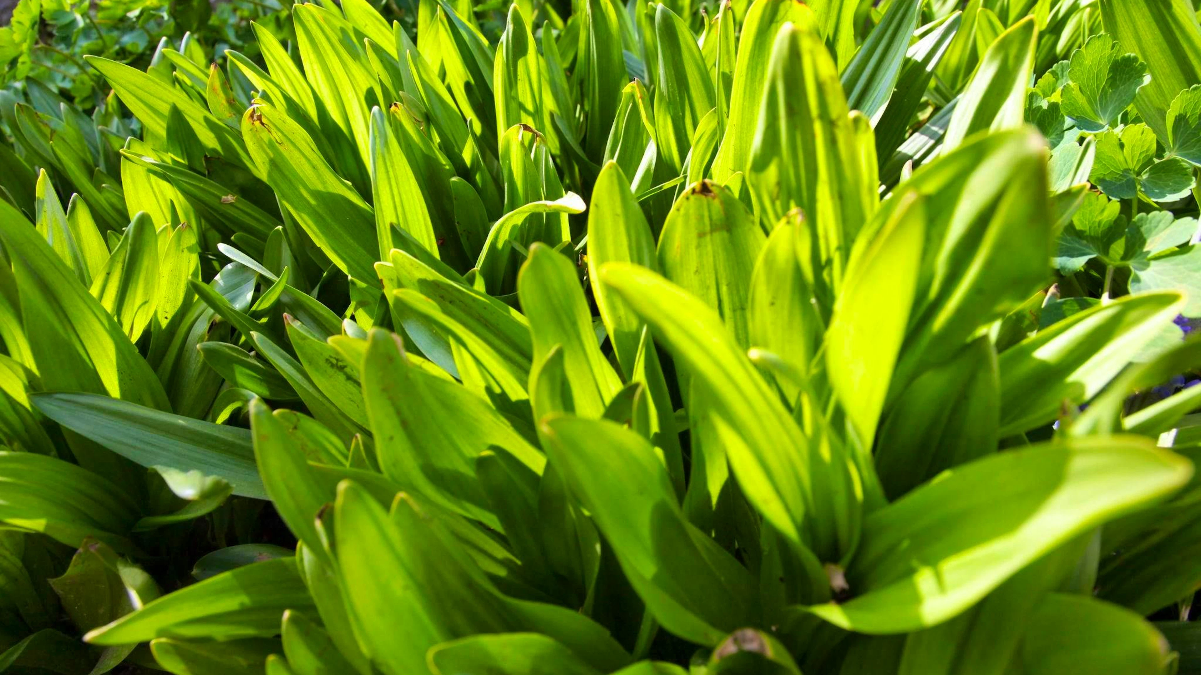 The leaves of the autumn crocus look very similar to wild garlic, but are highly poisonous.