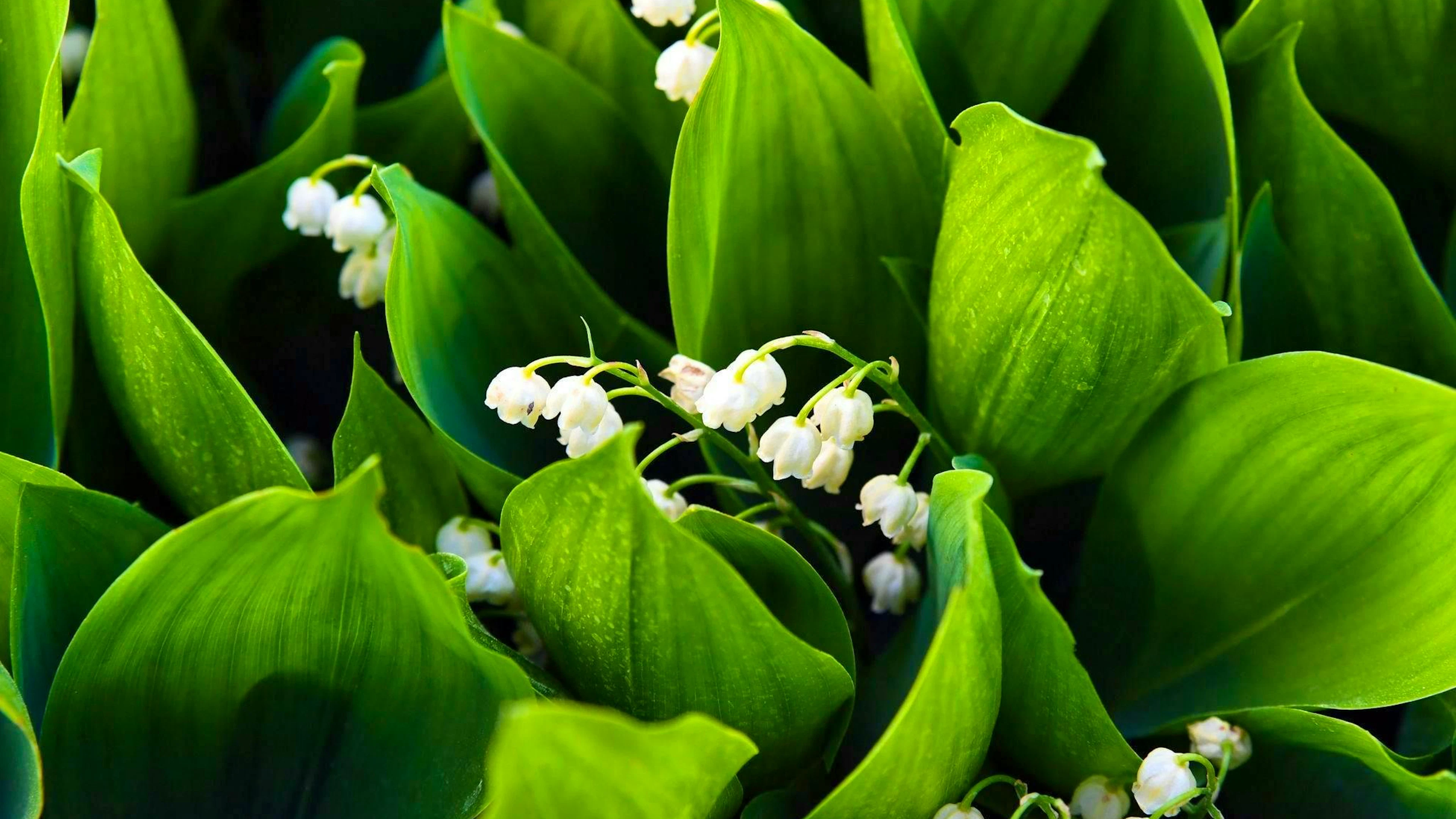 In the case of lily of the valley, the bell stalks come out of the ground together with the leaves. The underside of the leaves is shiny.