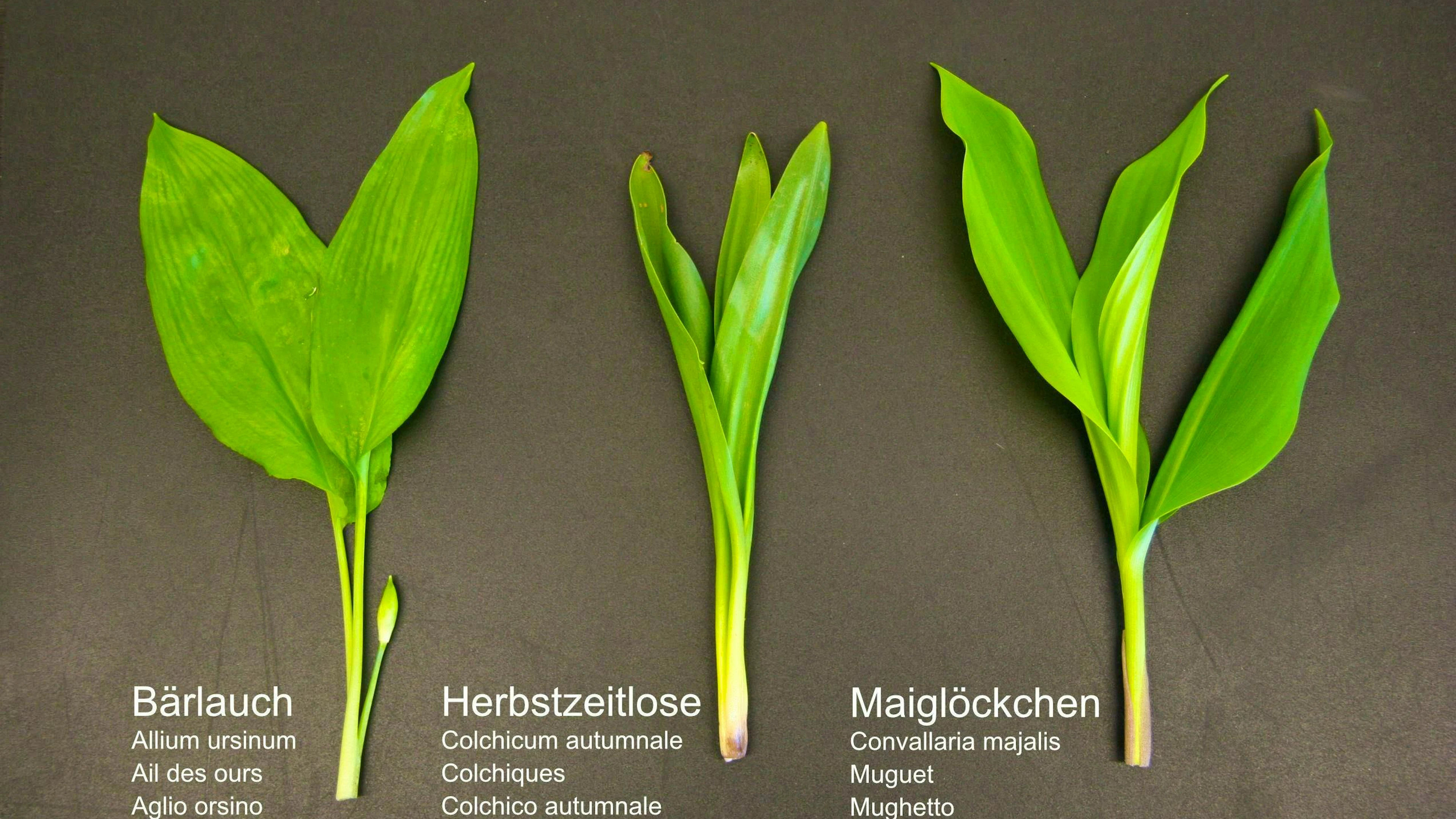 Where is the wild garlic? The differences are clearly recognizable on closer inspection.