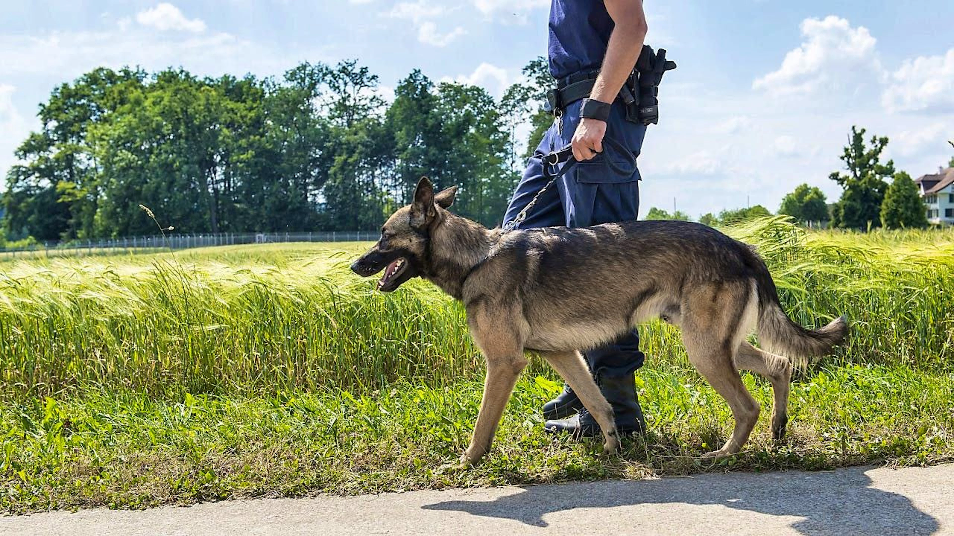 A German shepherd dog bit a cyclist in Thurgau: The owner felt innocent (symbolic image)
