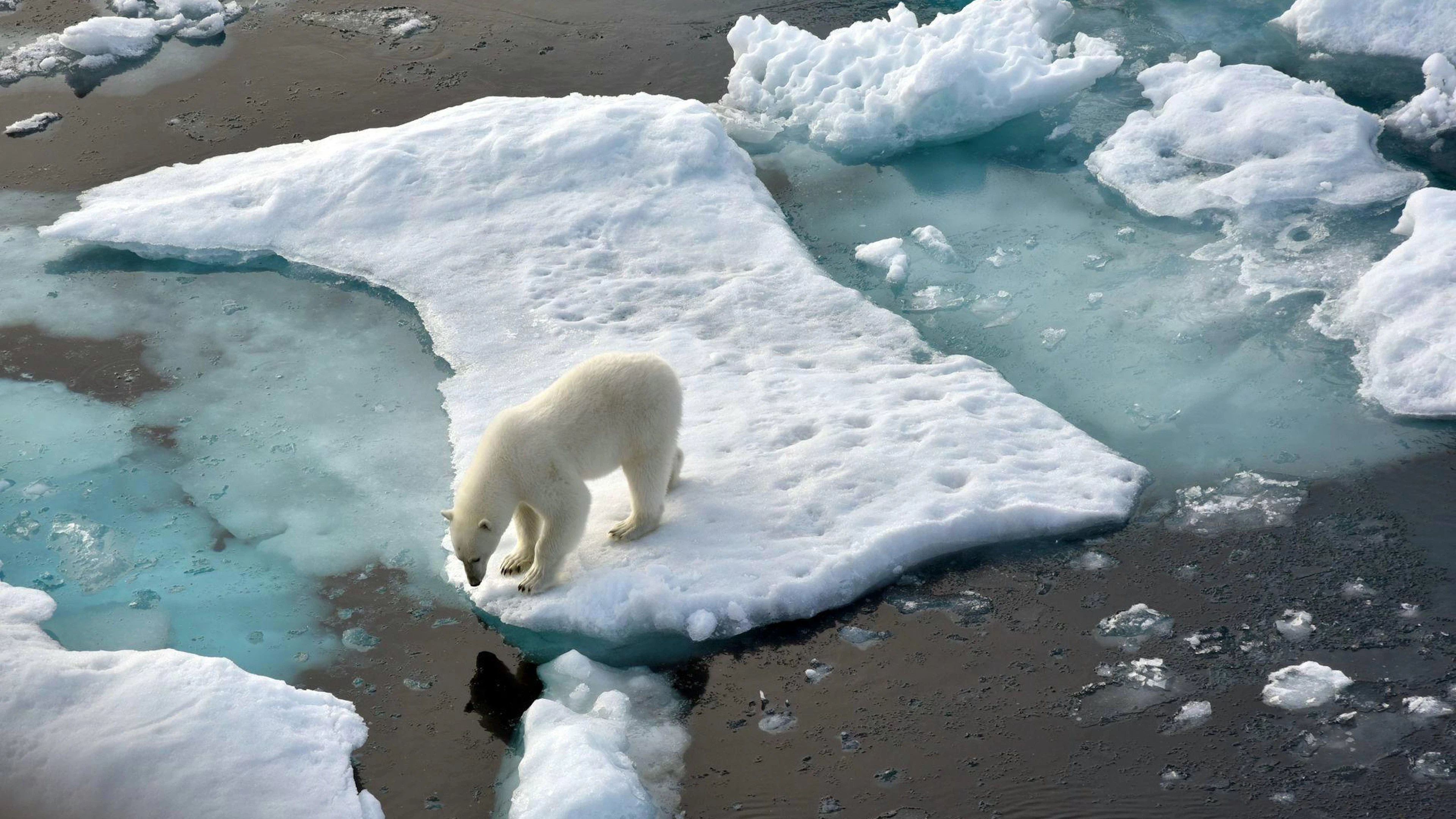 Ein Eisbär steht im Nordpolarmeer auf eine Eisscholle. Die globale Meereis-Bedeckung erreicht ein neues Minimum.