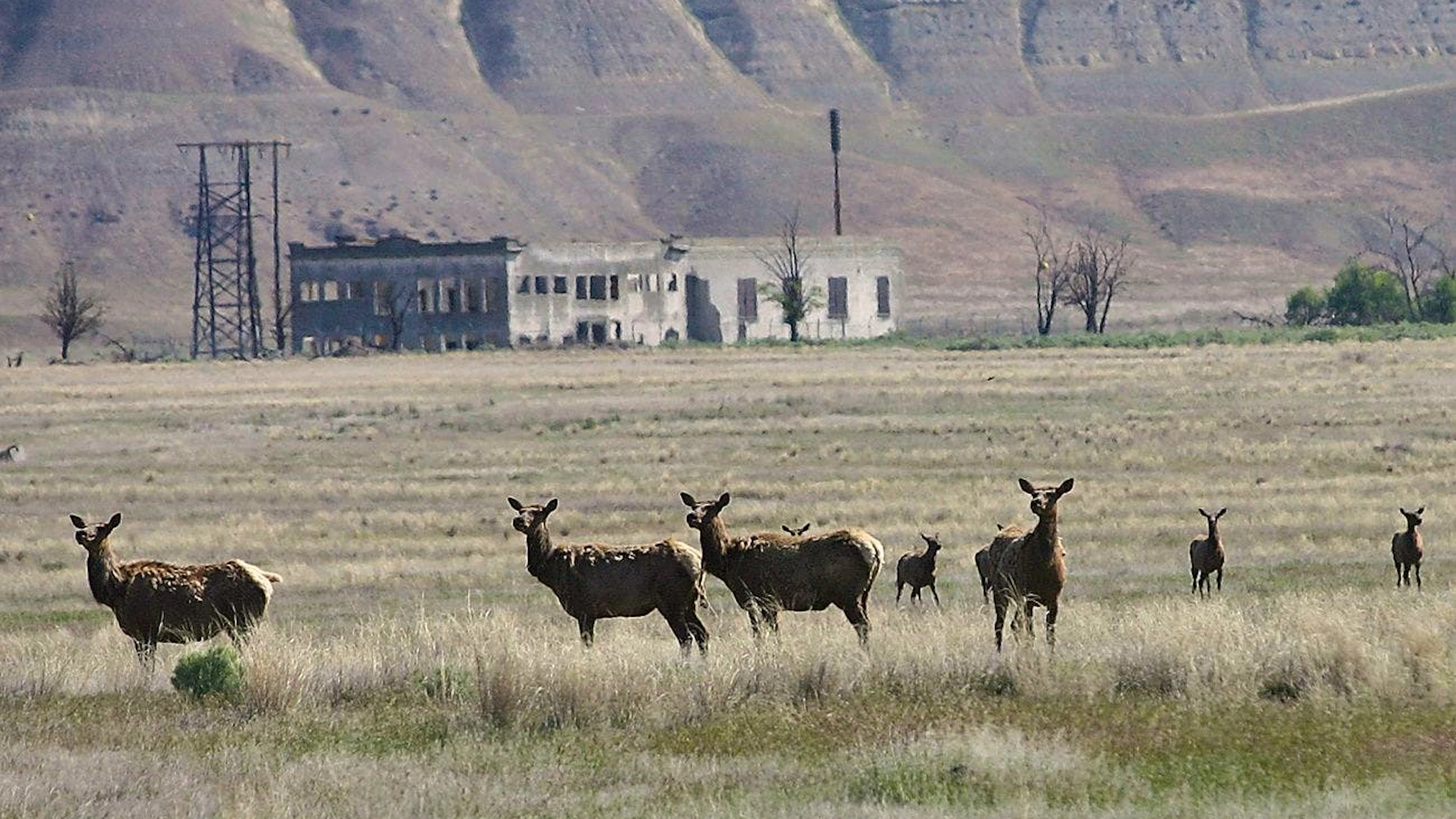 An den Tieren und Pflanzen rund um den Nuklearkomplex Hanford Site am Columbia River im US-Bundesstaat Washington liessen sich noch im 21. Jahrhundert Spuren von Radioaktivität nachweisen.