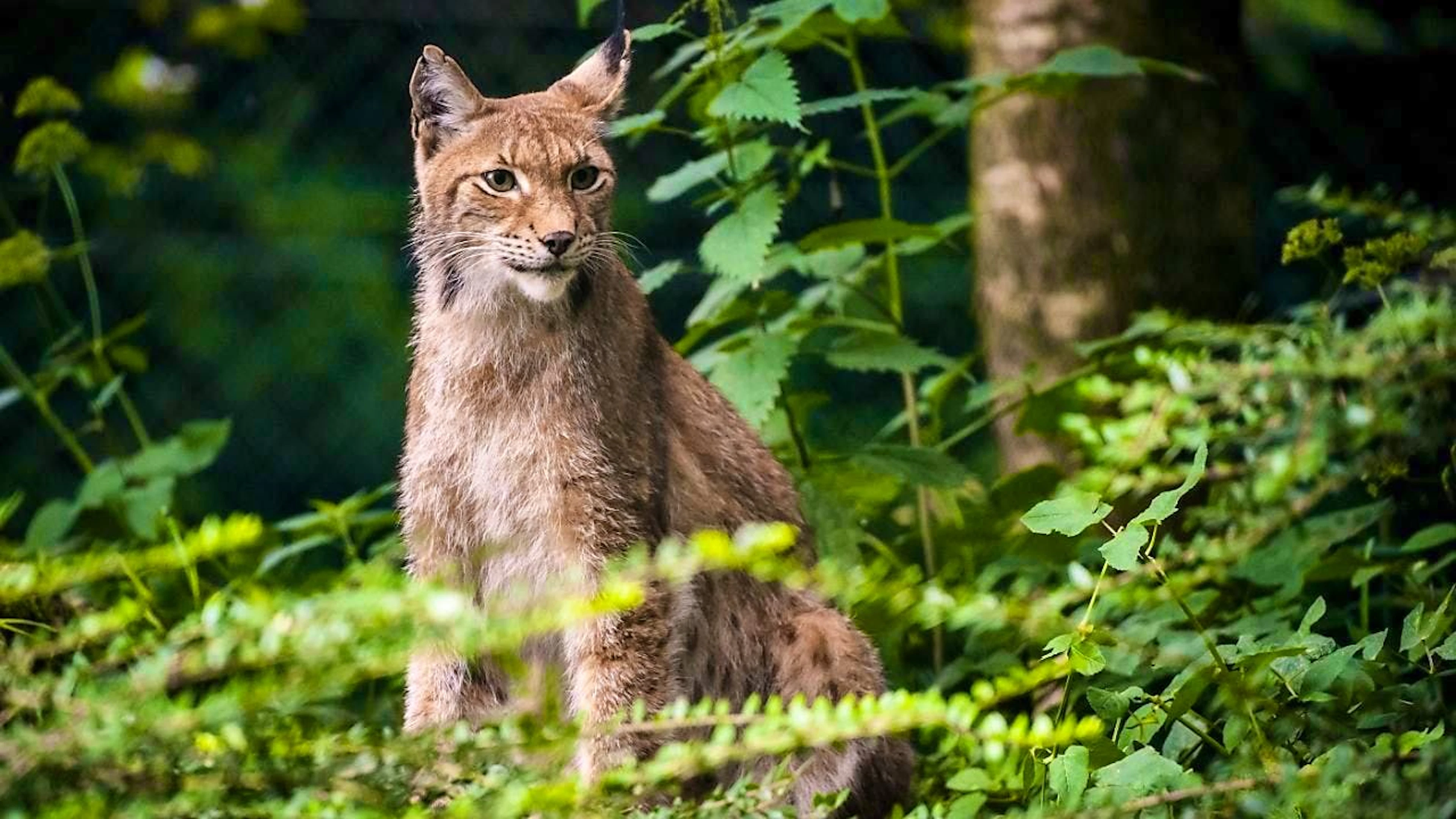 No danger for him from poachers: A lynx at Servion Zoo in the canton of Vaud. (archive picture)