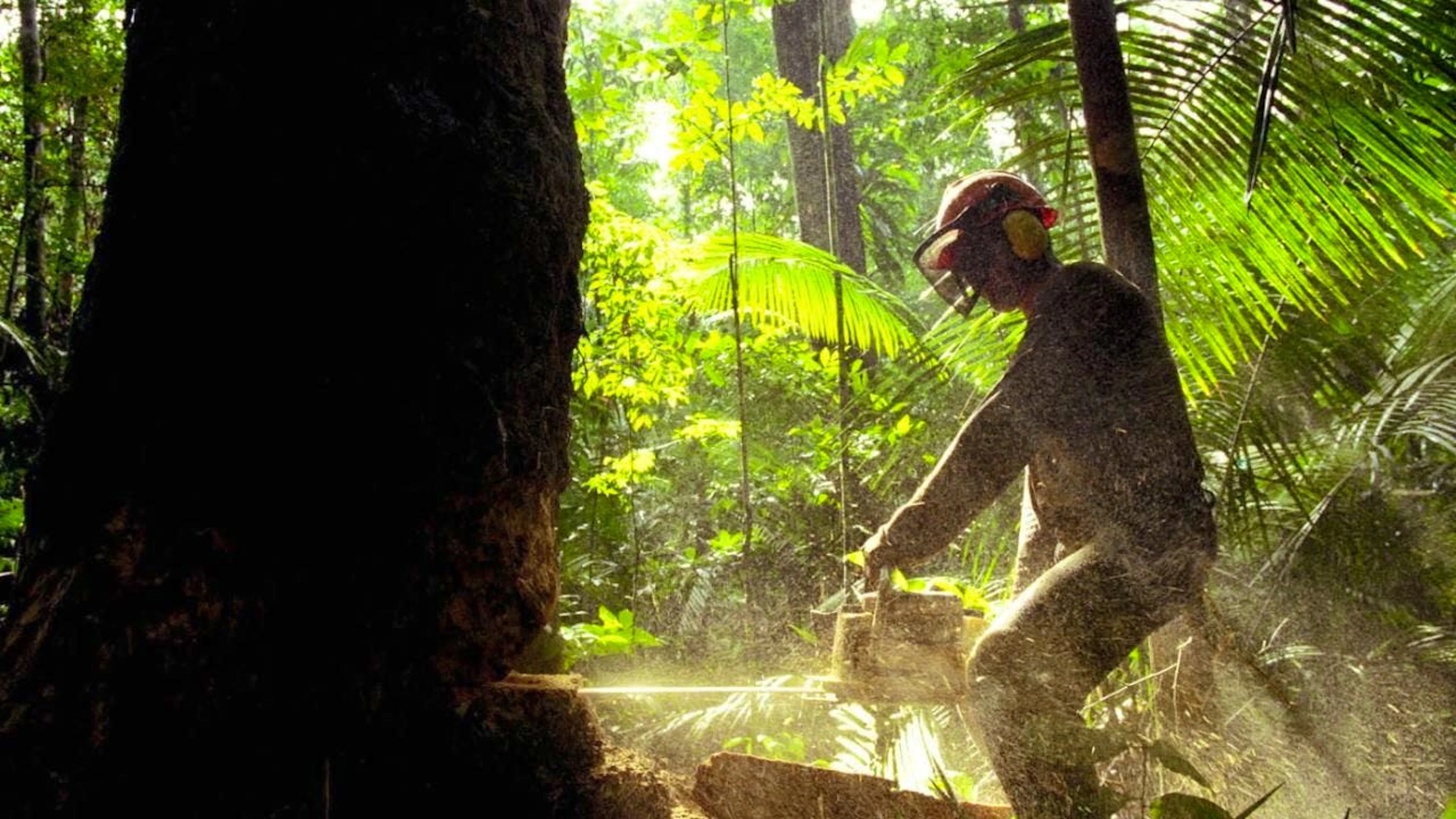 En Amazonie brésilienne, la déforestation a atteint en février son niveau le plus bas en neuf ans.