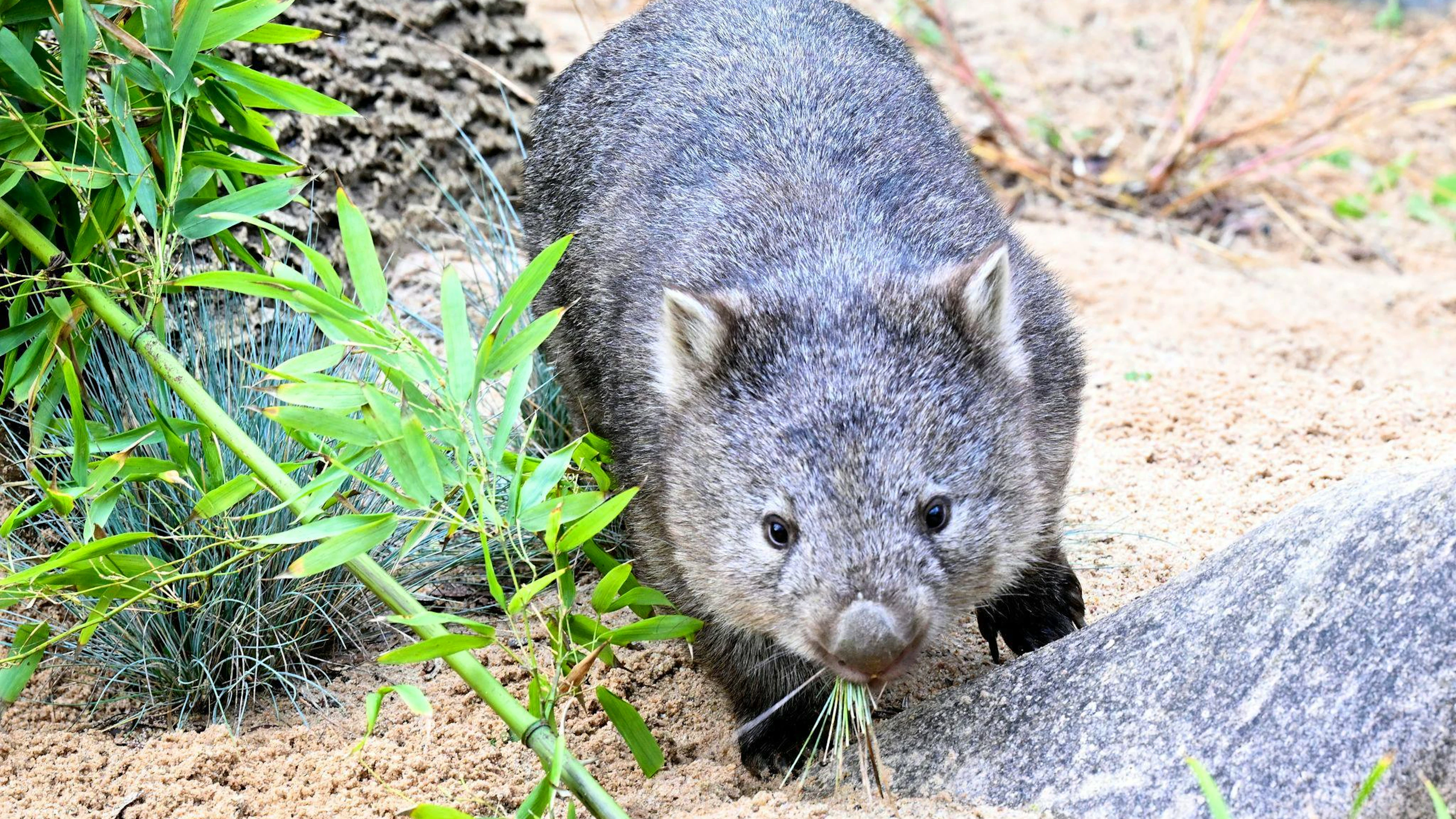 Das Wombat-Baby könnte bei der Aktion verletzt worden sein. (Symbolbild)