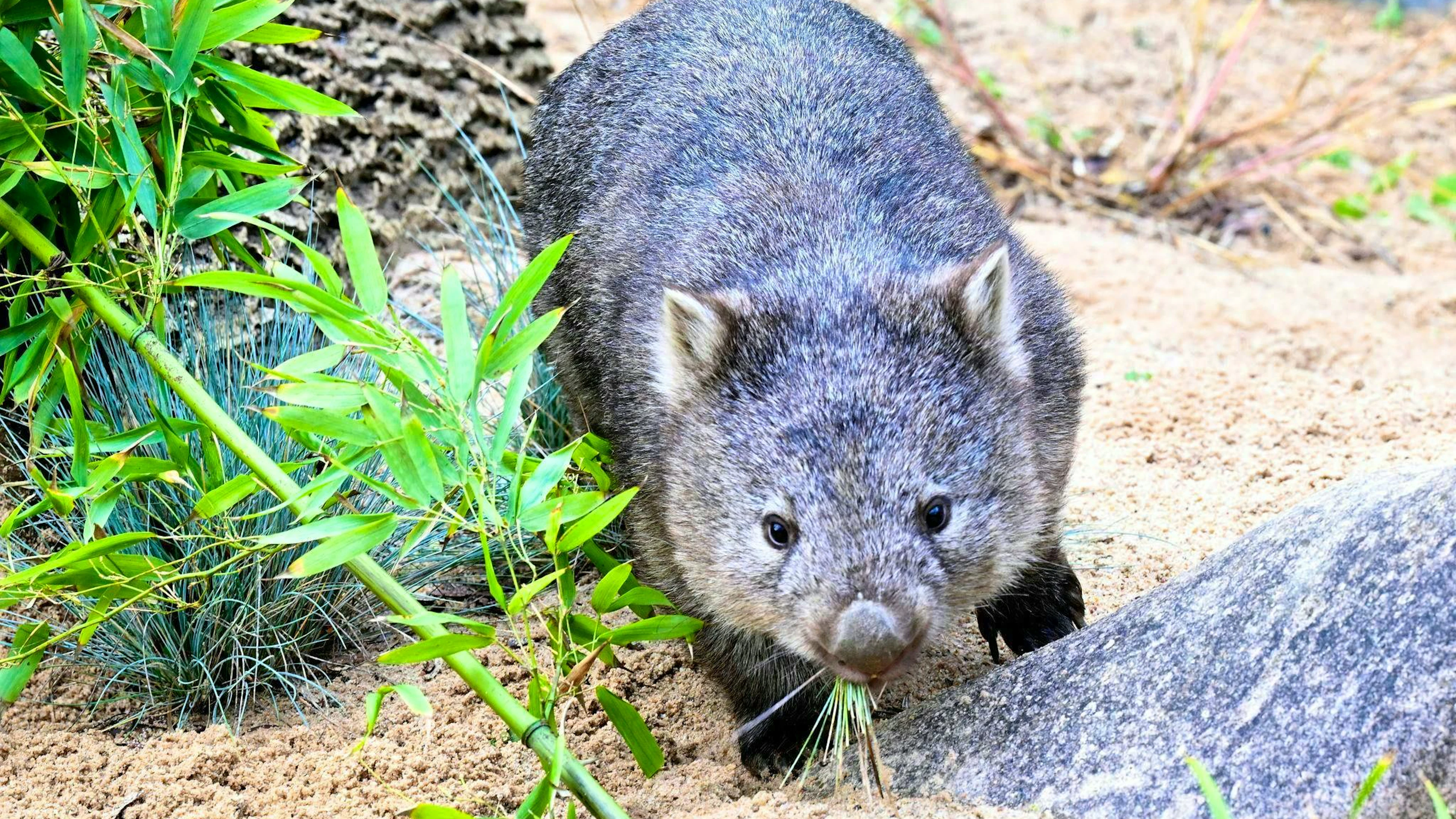 The baby wombat could have been injured in the action. (symbolic image)