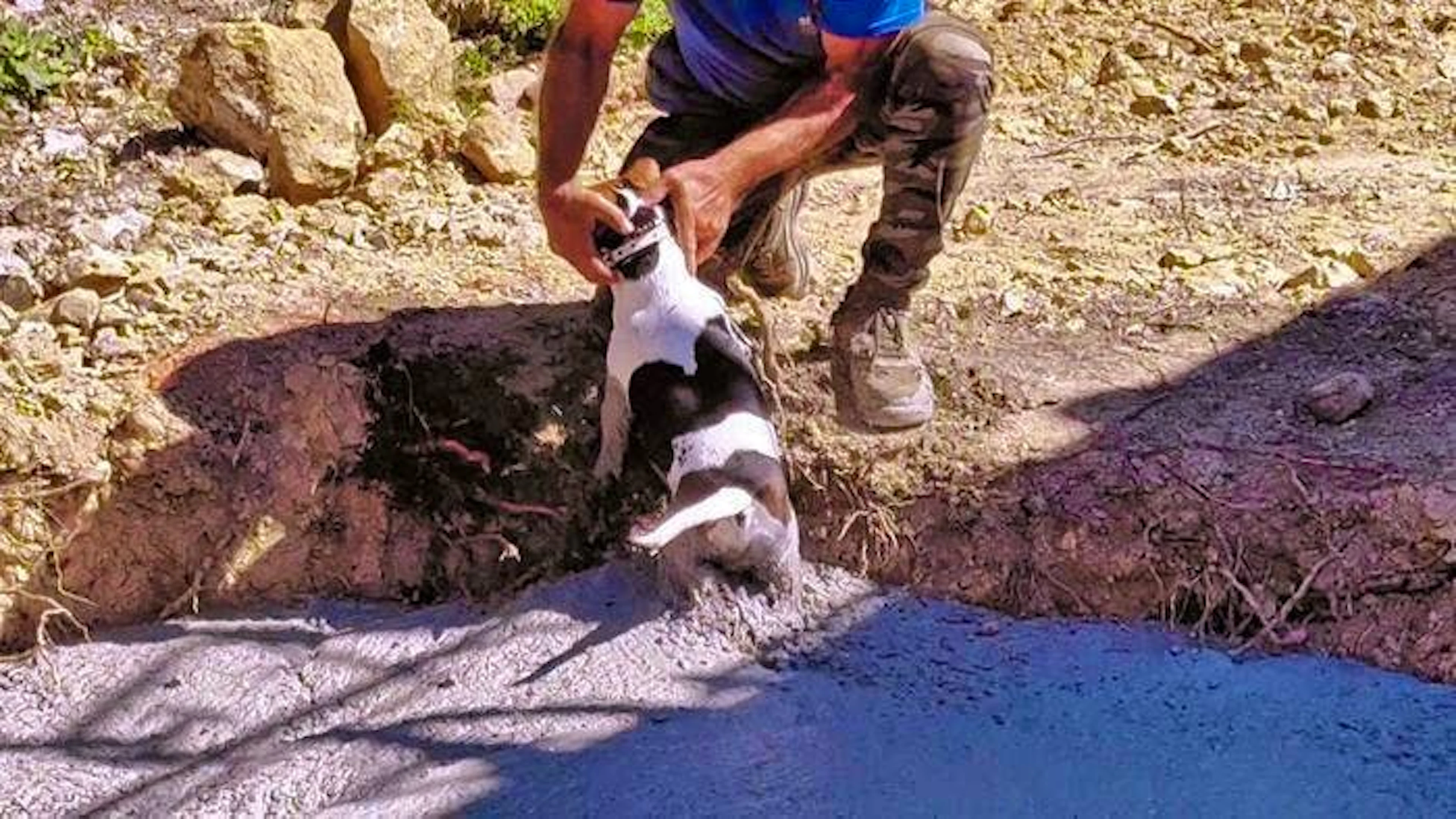 ... and Flash the dog falls into the concrete pit.