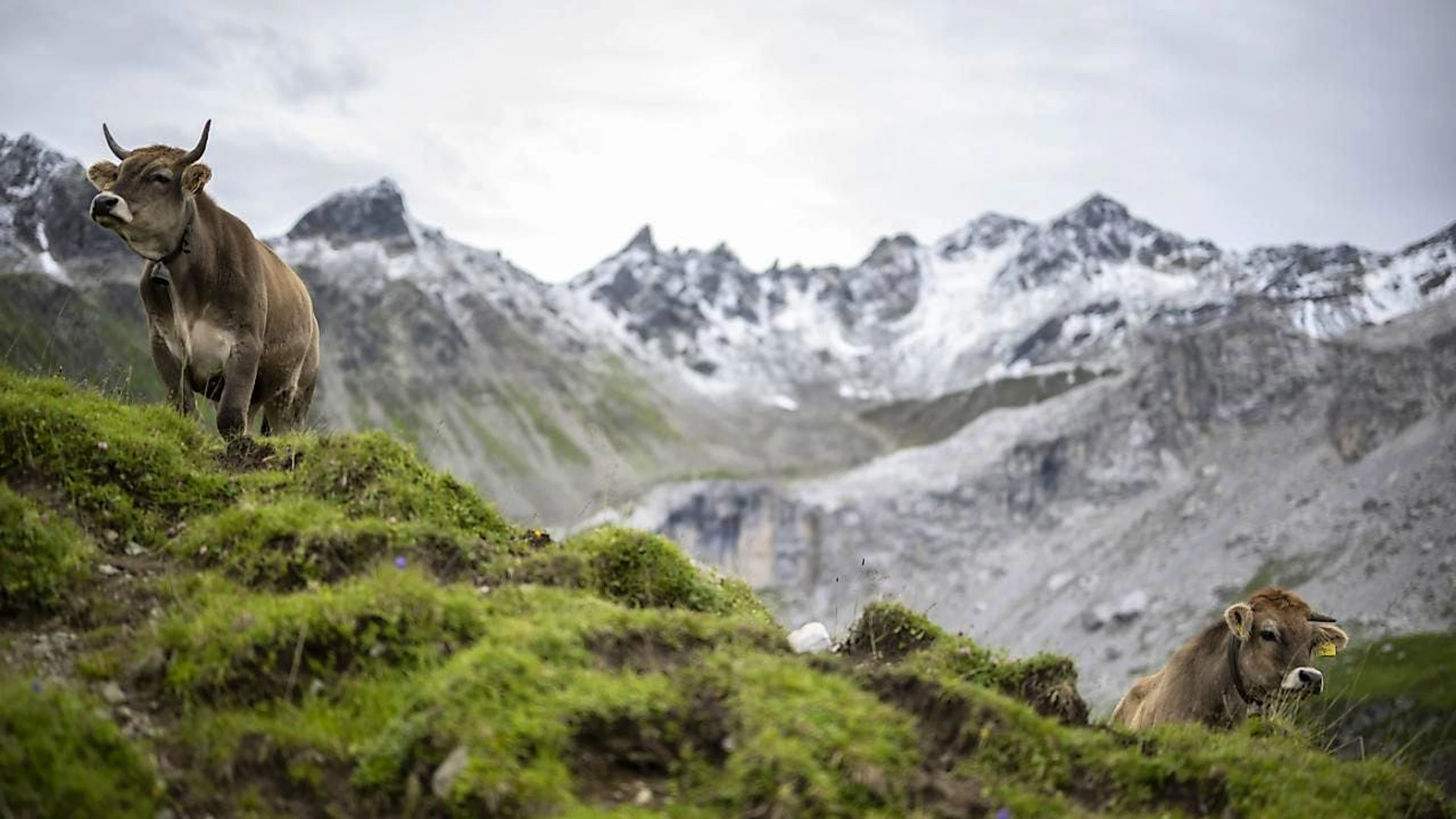 Der Anblick von Naturbildern lindert Schmerzen, wie eine Hirnstudie zeigt. (Archivbild)