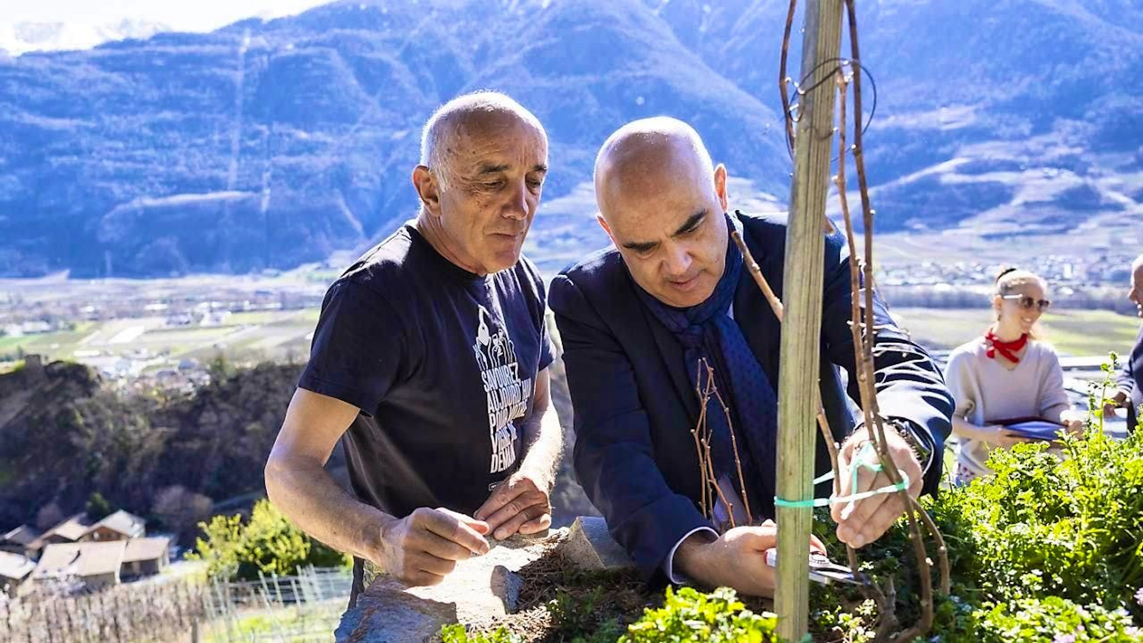 Alain Berset prunes a vine in the Farinet vineyard in Saillon VS) under the expert eye of winegrower Pierre-Antoine Crettenand.