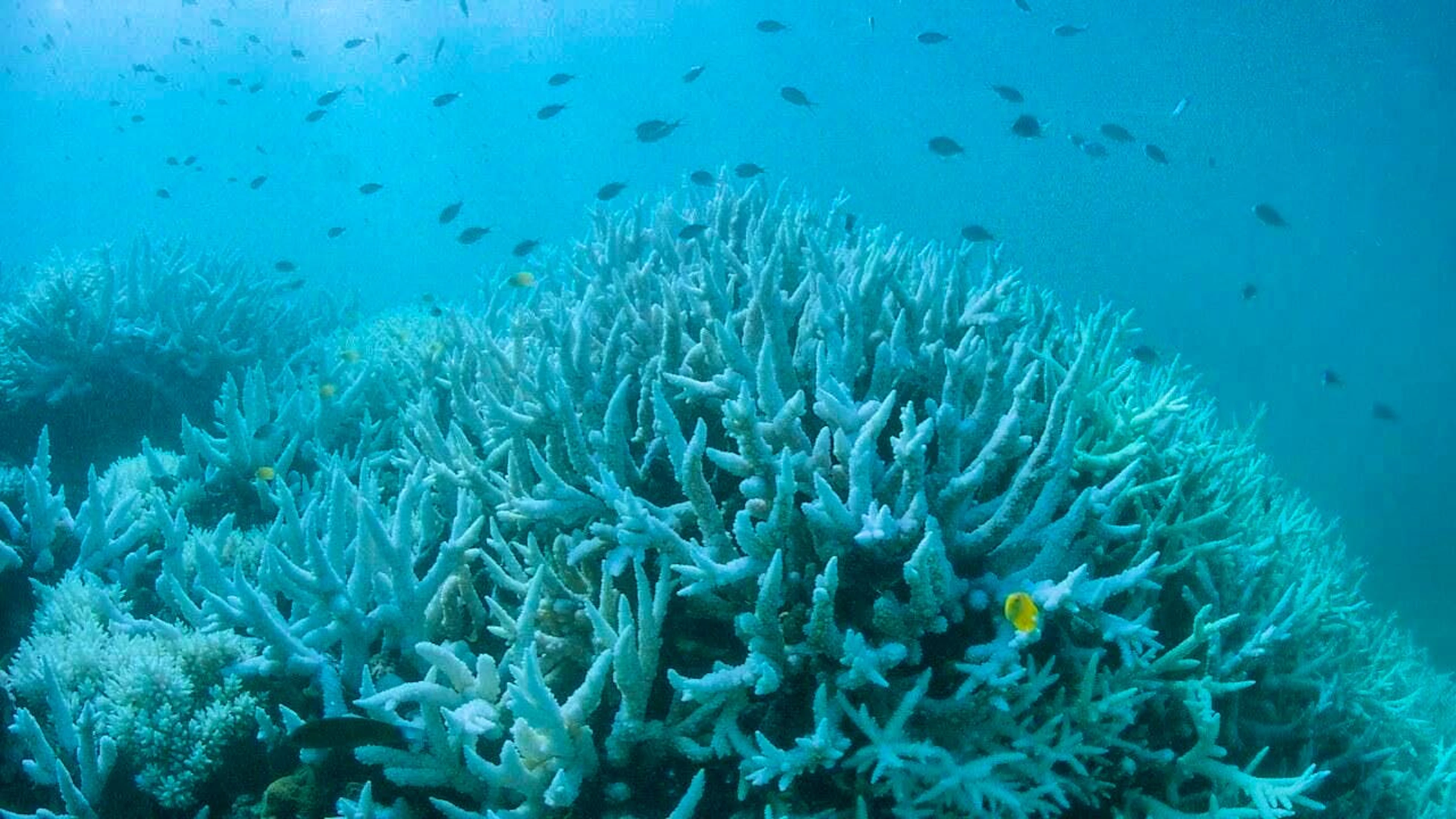 Coral bleaching occurs when water temperatures rise. (archive picture)