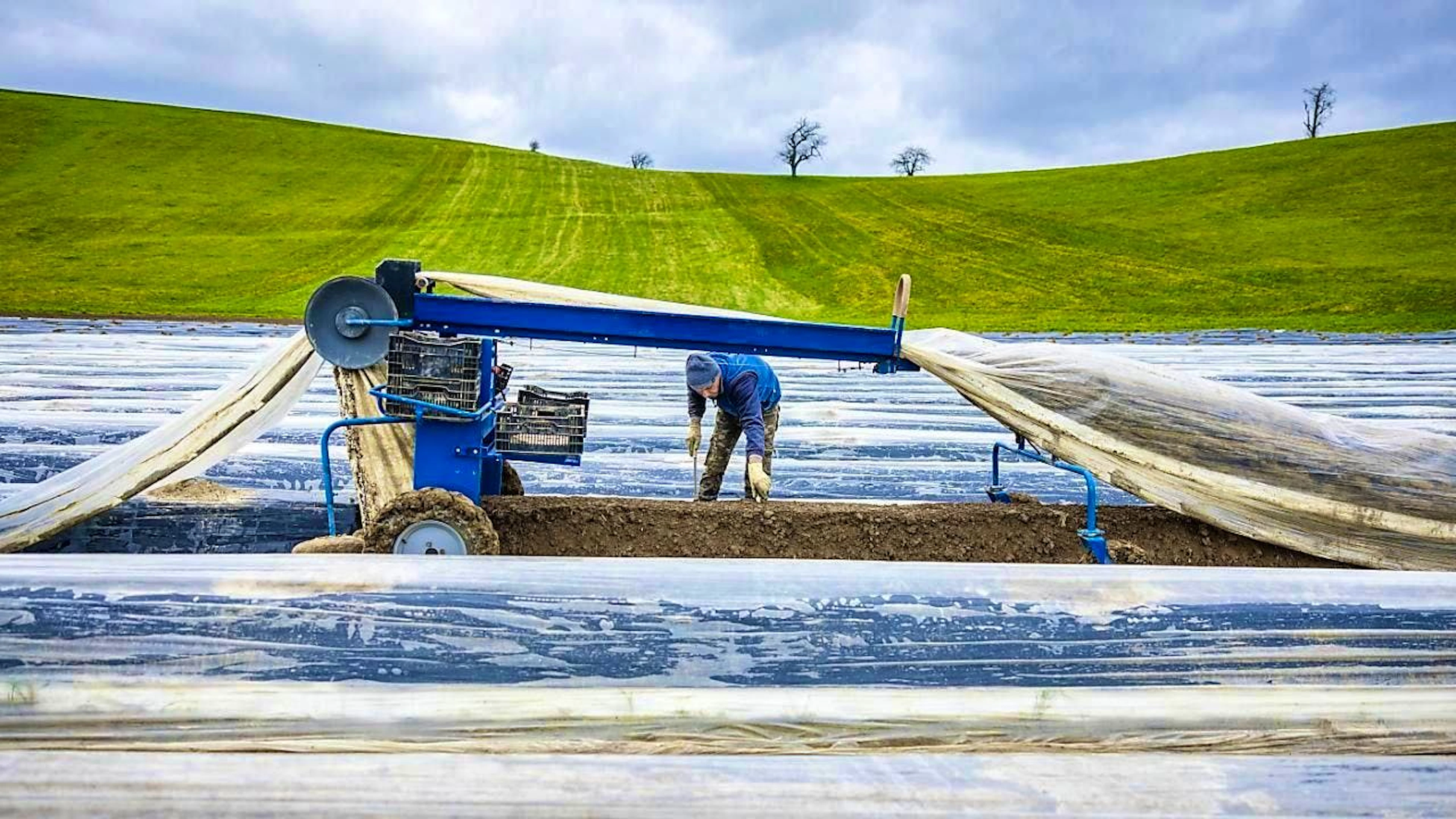 The harvest is about to begin in the Swiss asparagus fields - like here in Eglisau in the canton of Zurich.