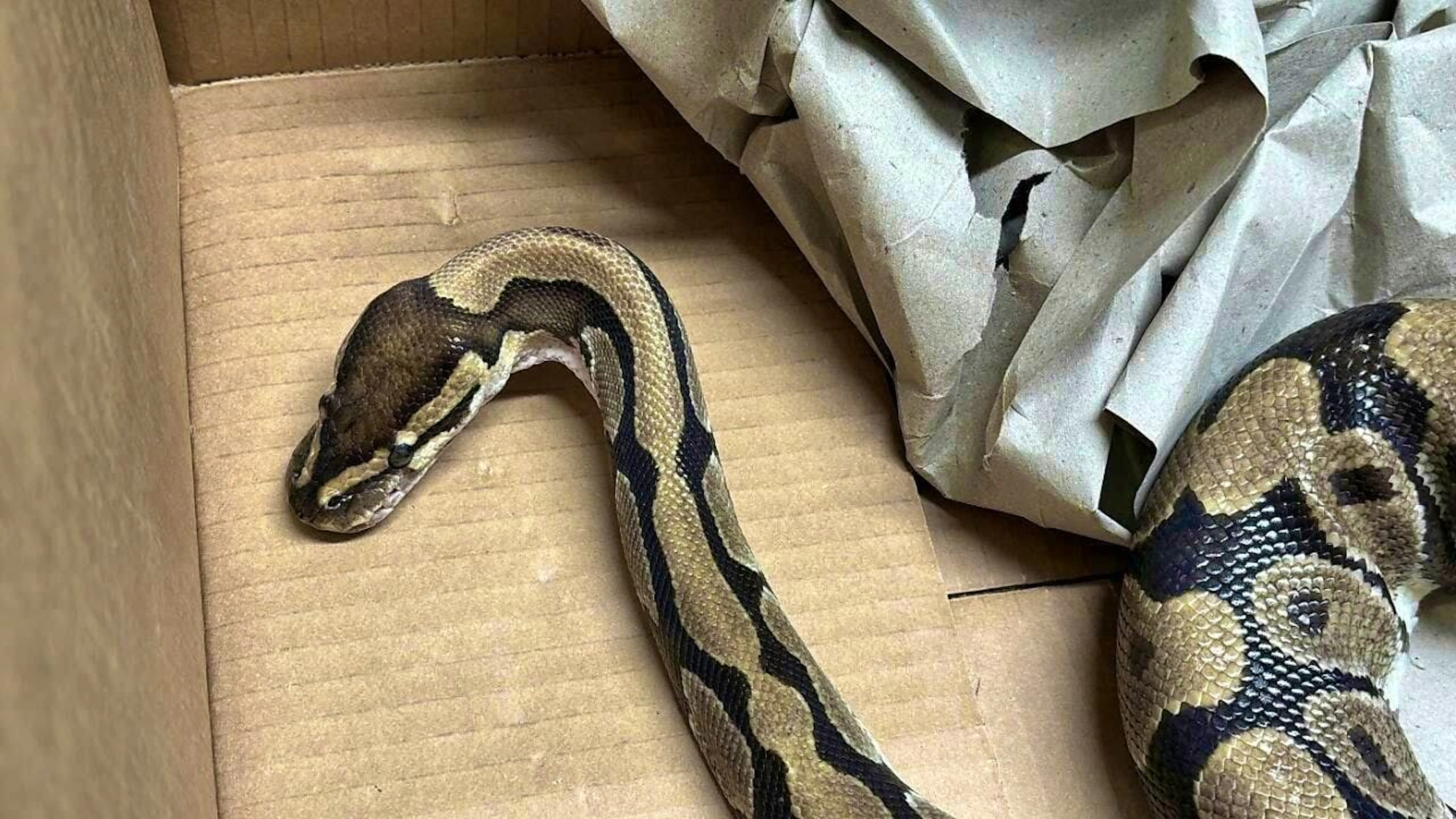 This dead royal python was found at a barbecue site in Rheinfelden AG.