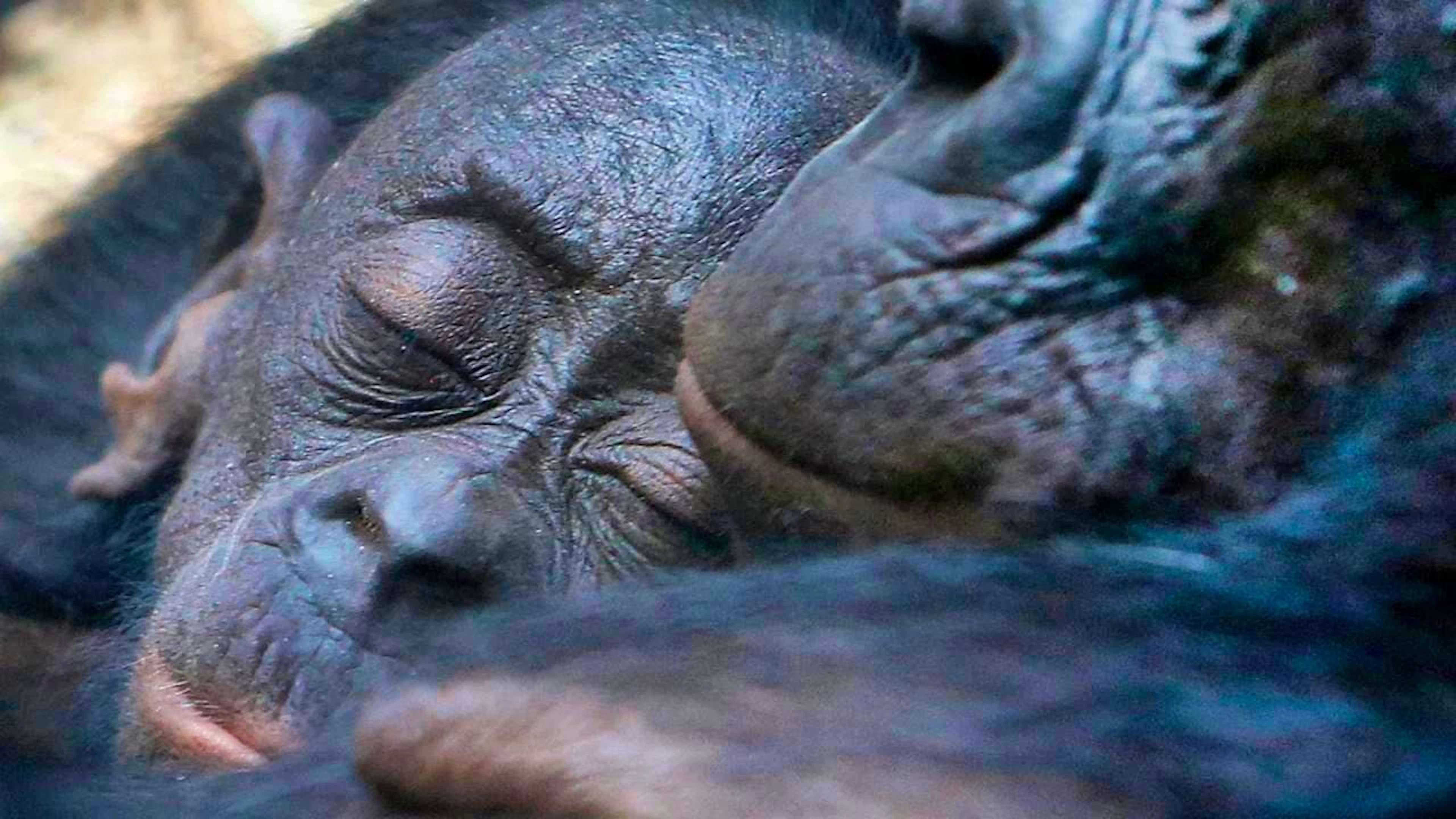 Bonobos, our closest relatives, have a language with similar characteristics to that of humans, according to a new study. (archive picture)