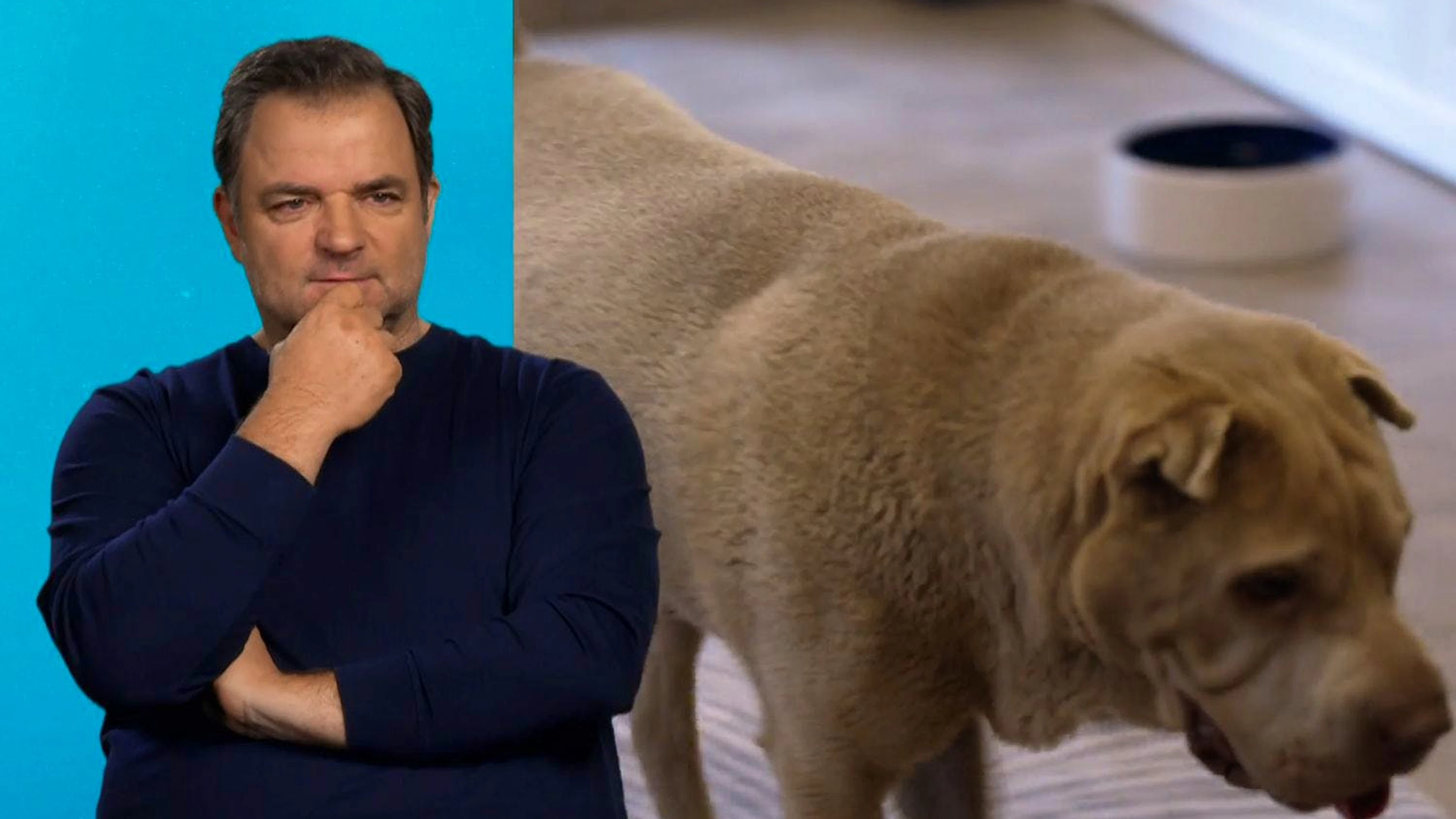 Hundetrainer Martin Rütter ist schockiert: Daphnes Halter haben sie nach ihrem Umzug allein zurückgelassen.
