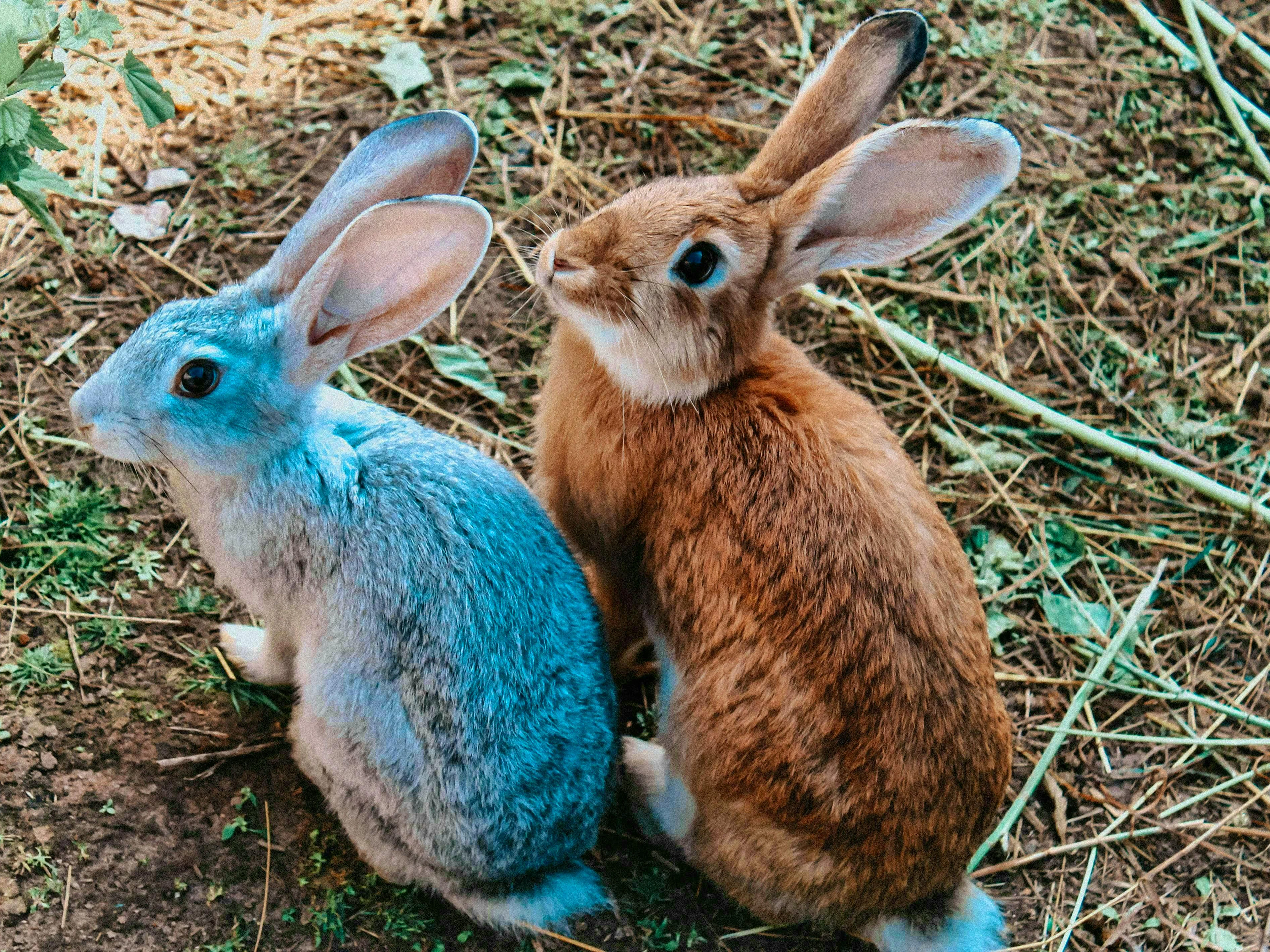 The two Easter messengers get ready for their mission.
