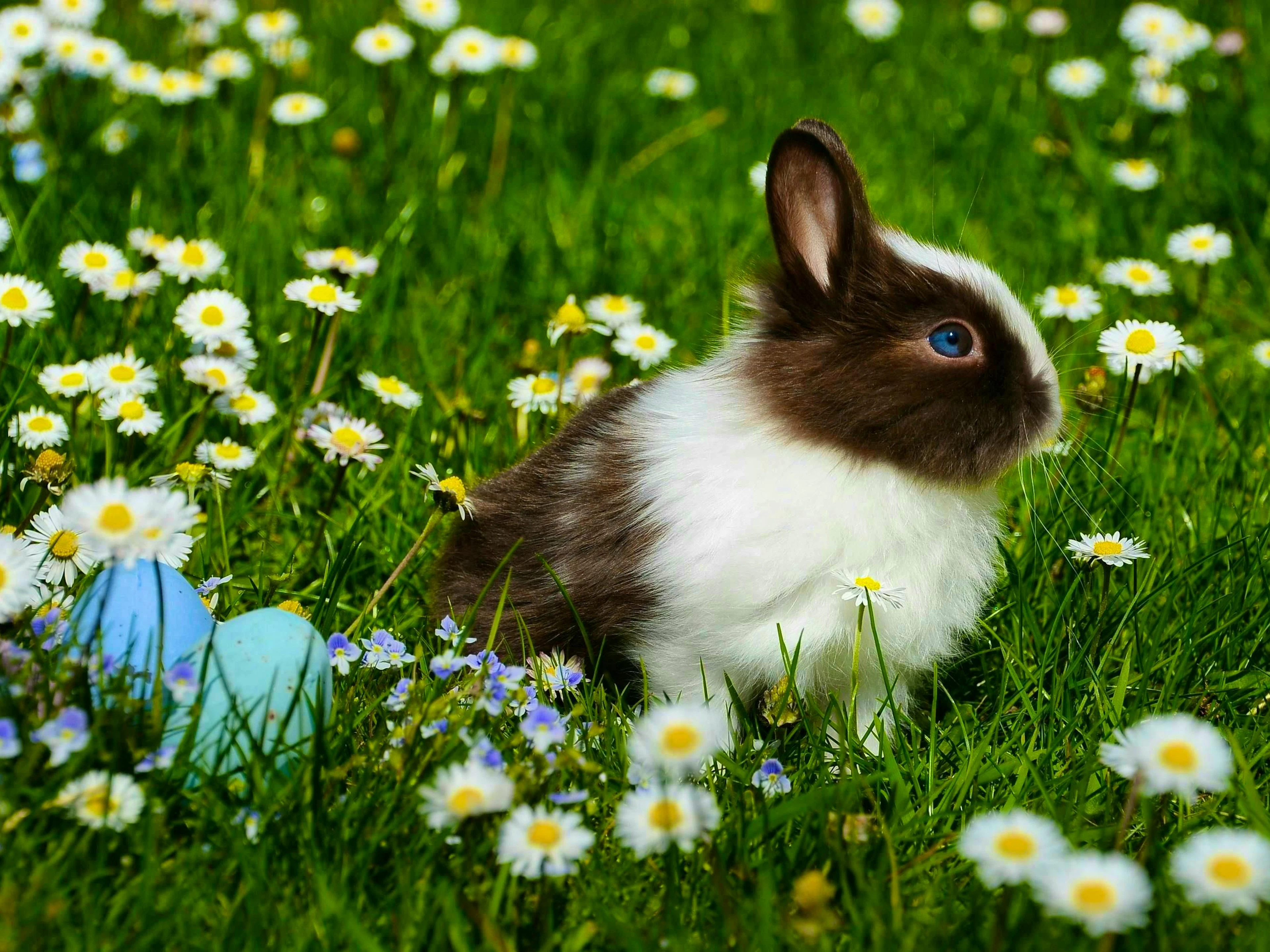 ... ... and get into the spring mood in a field full of daisies.