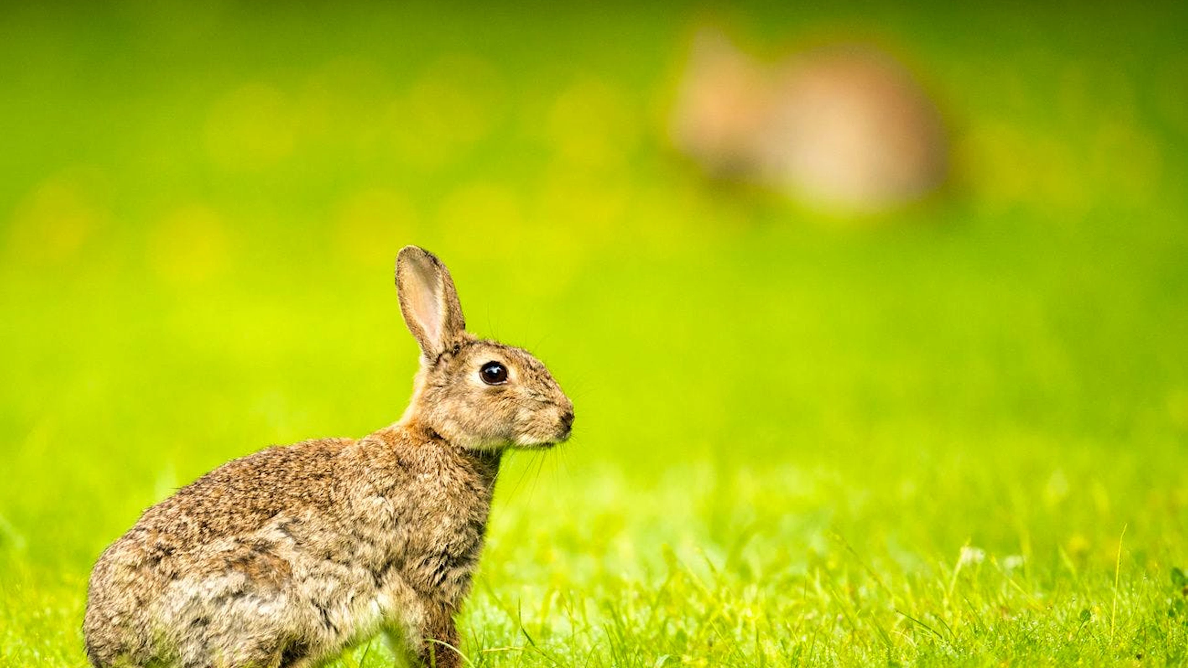 Il coniglio si è affermato come messaggero di Pasqua.