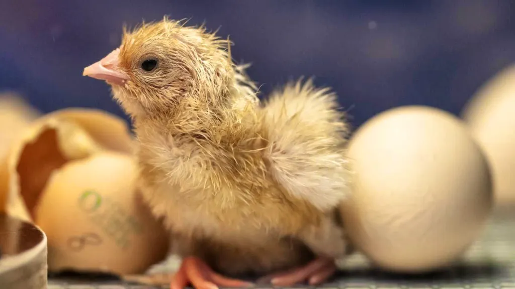 Which came first - the chicken or the egg?